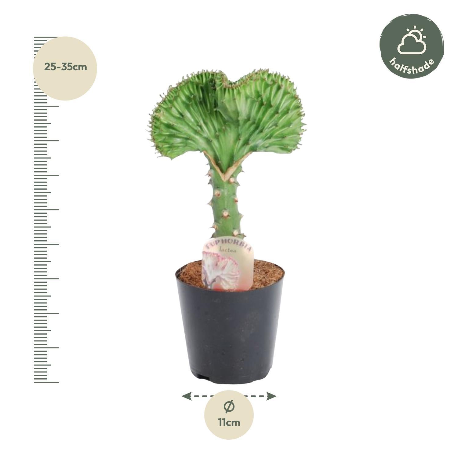 Euphorbia lactea Cristata grün - 30 cm - ø10,5