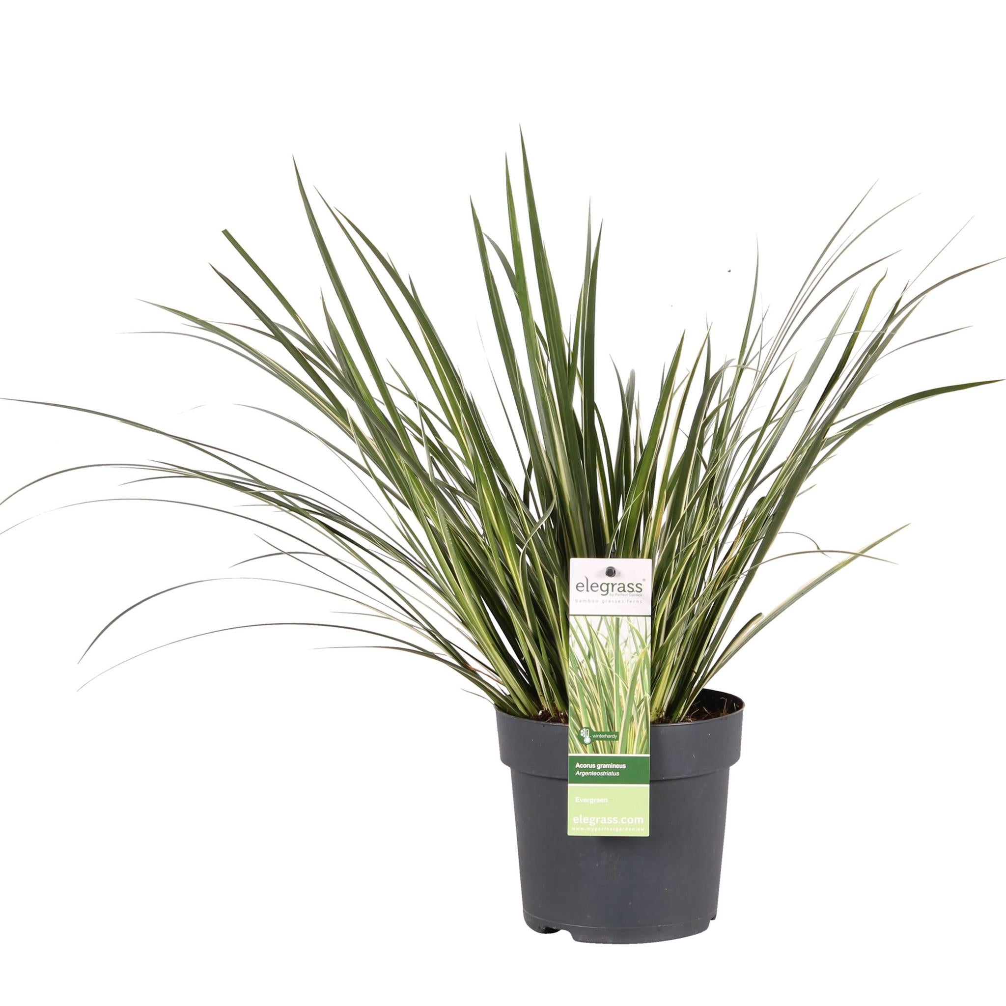 Acorus gramineus 'Argenteostriatus' - ?30cm - Ø14