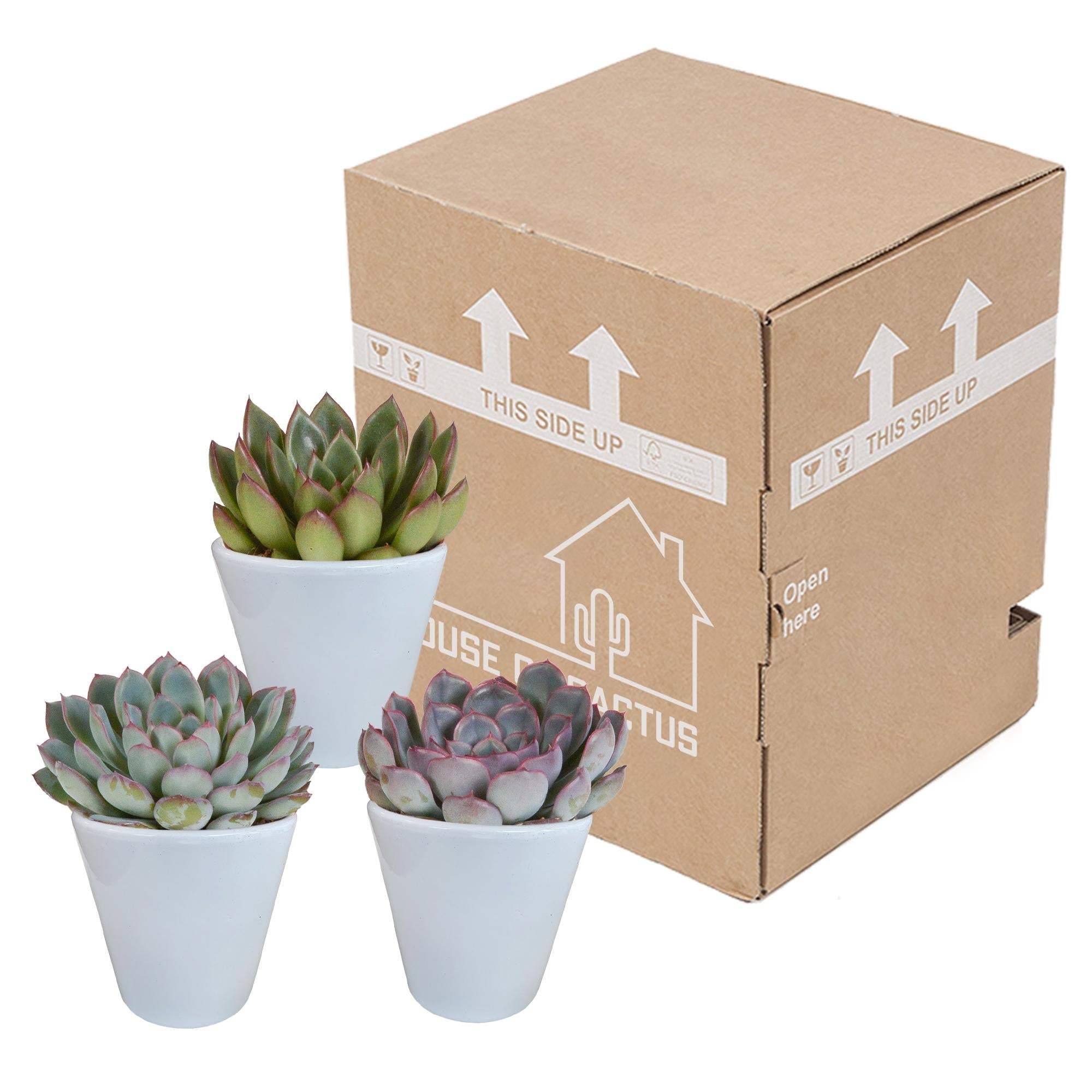 Echeveria mix 8,5 cm - 3x - in witte pot