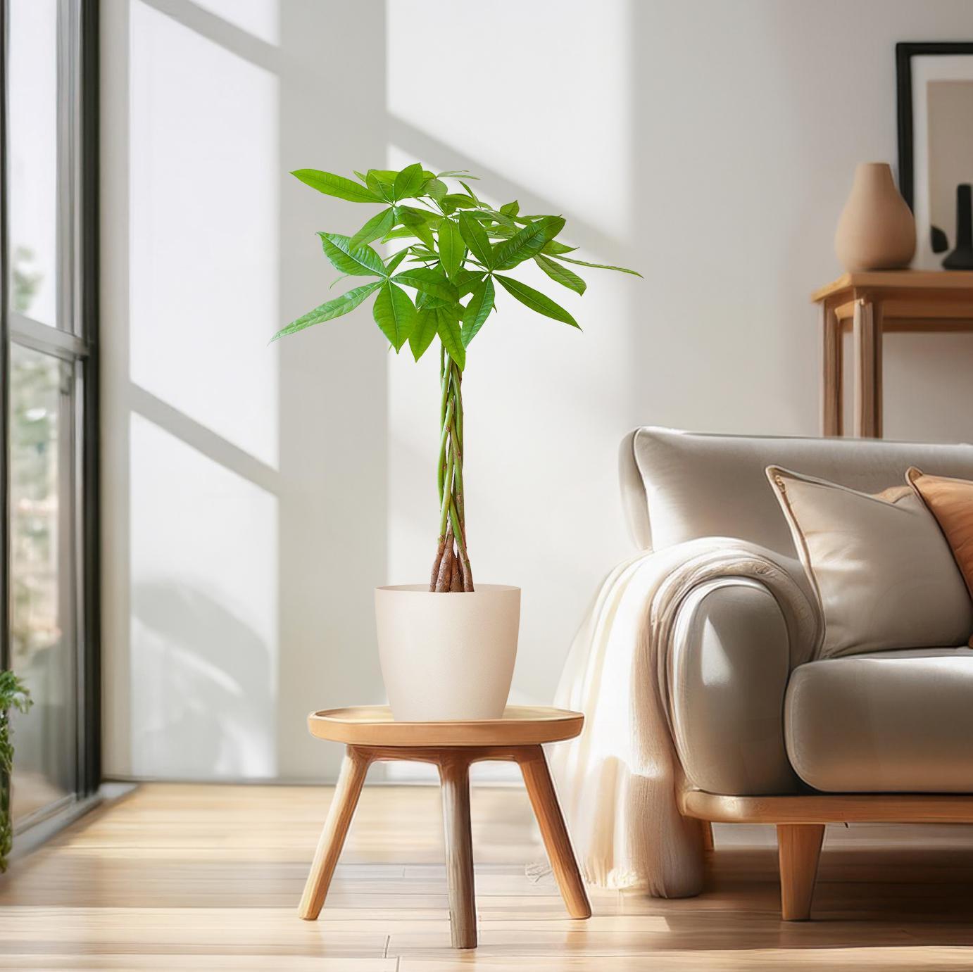 Pachira Aquatica mit Viber weiß - 80cm - Ø21