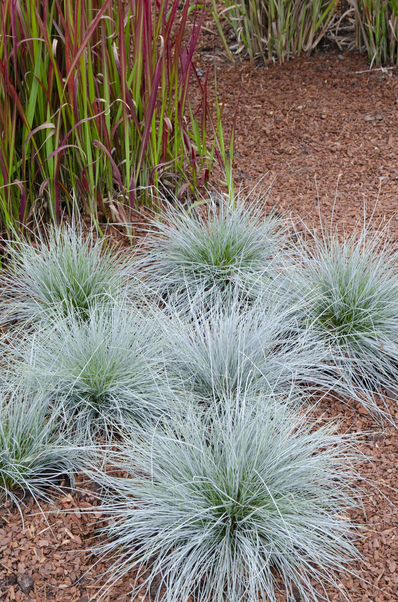 Festuca glauca Azura Blue - Ø14 - ?30cm