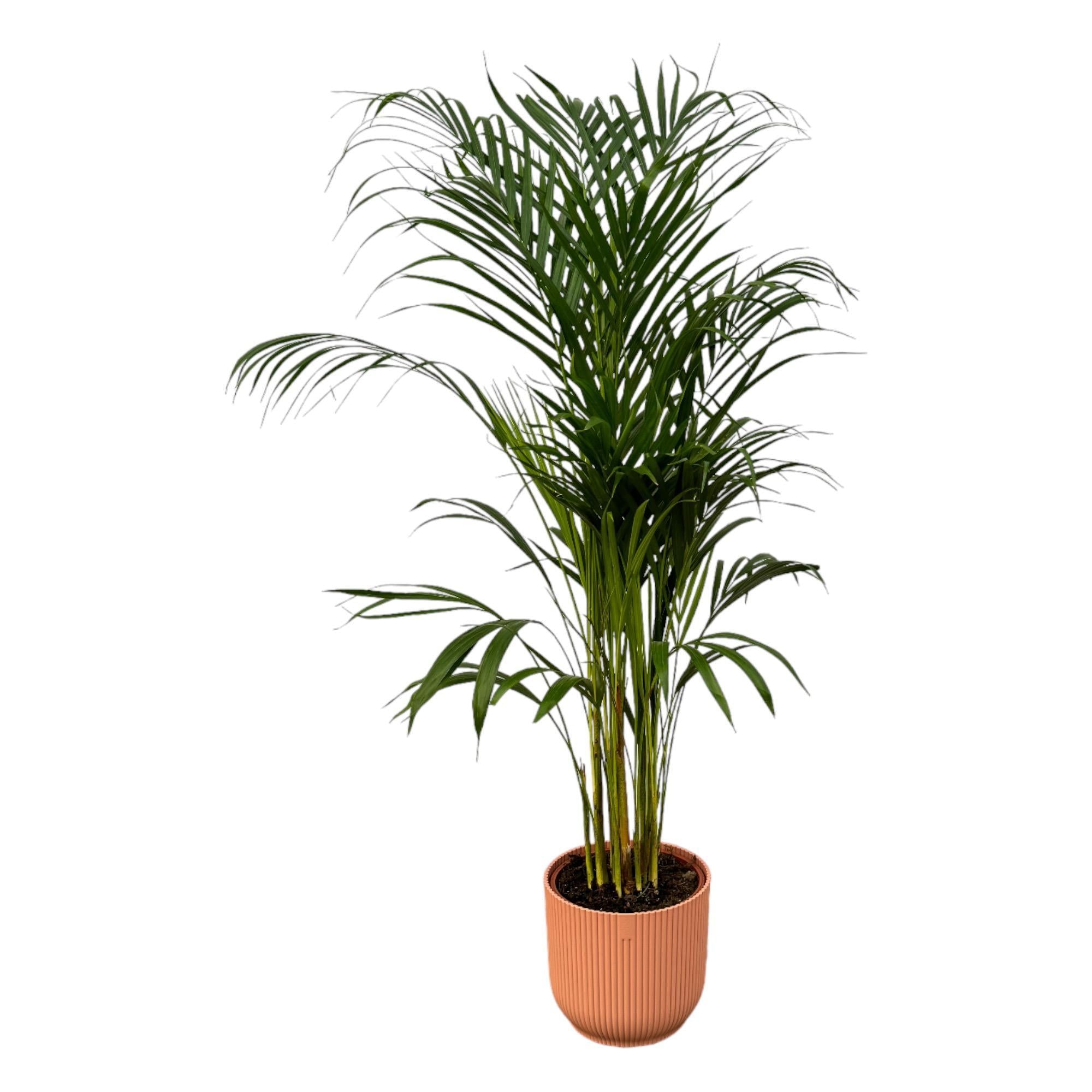 Areca palm - ?110cm - Ø21cm inclusief elho Vibes Fold Rond roze D22xH20