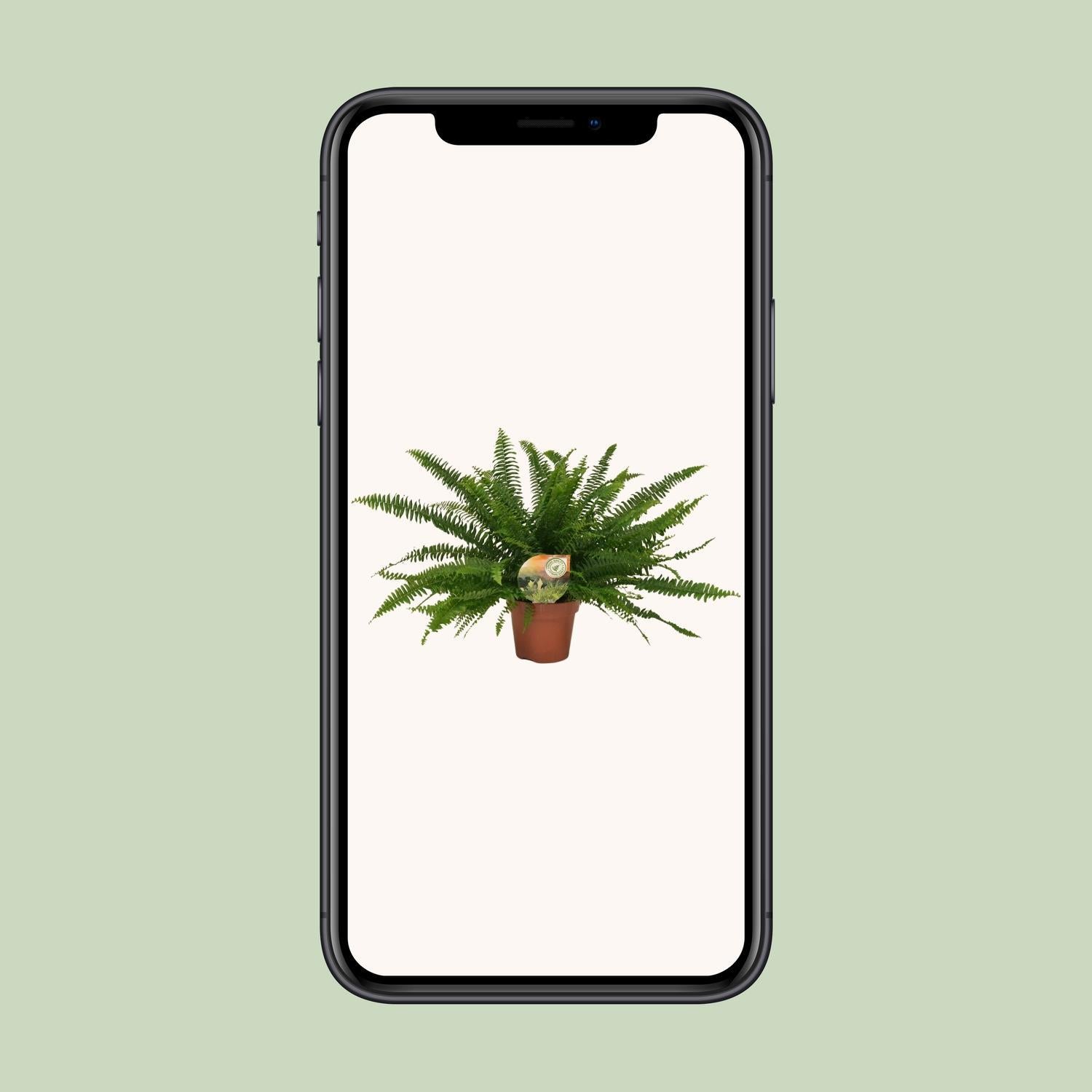 Nephrolepis Grüne Dame - Ø17cm - ↕40cm