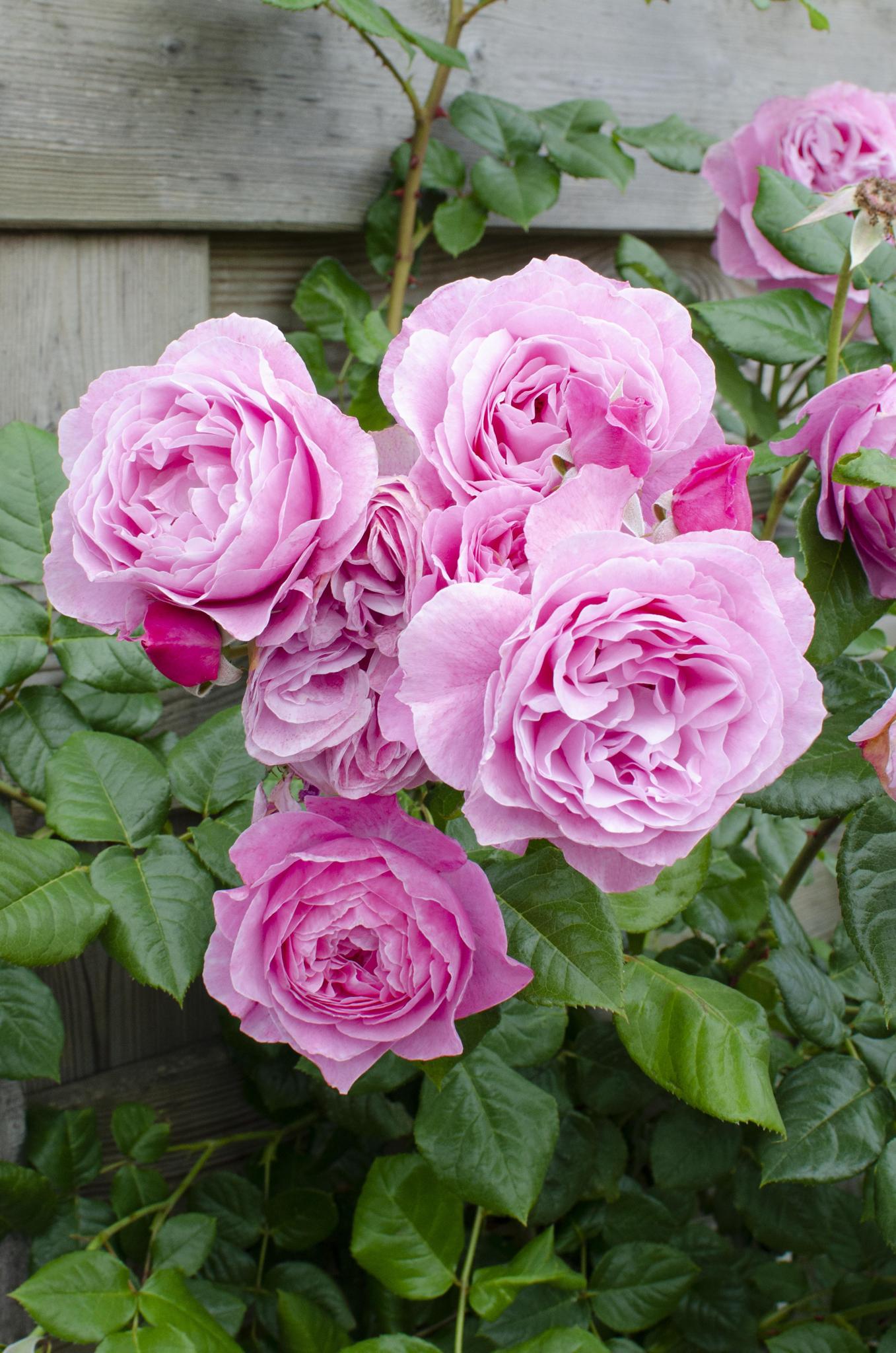 Rosa Crazy in love 'Pink' - Roze Roos