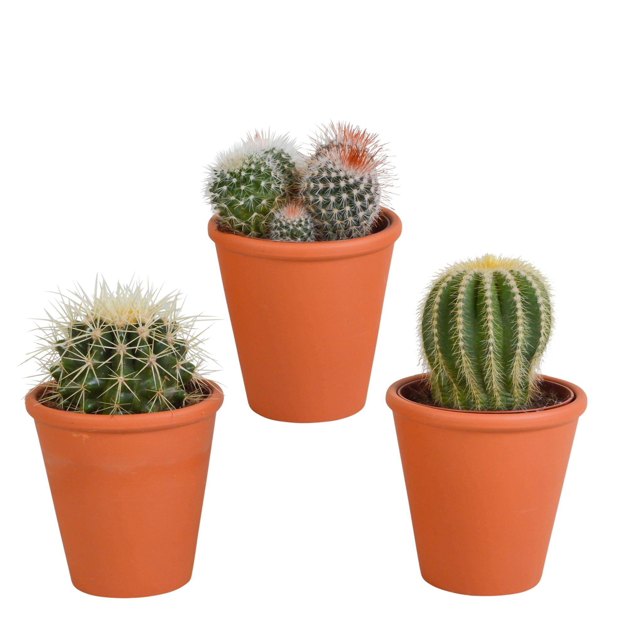 Bolcactusmix 8,5 cm | 3 stuks - in terracotta pot