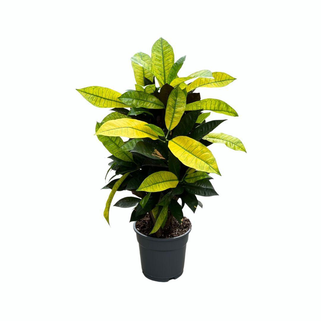 Kroton Frau Iceton - Ø17cm - ↕65cm
