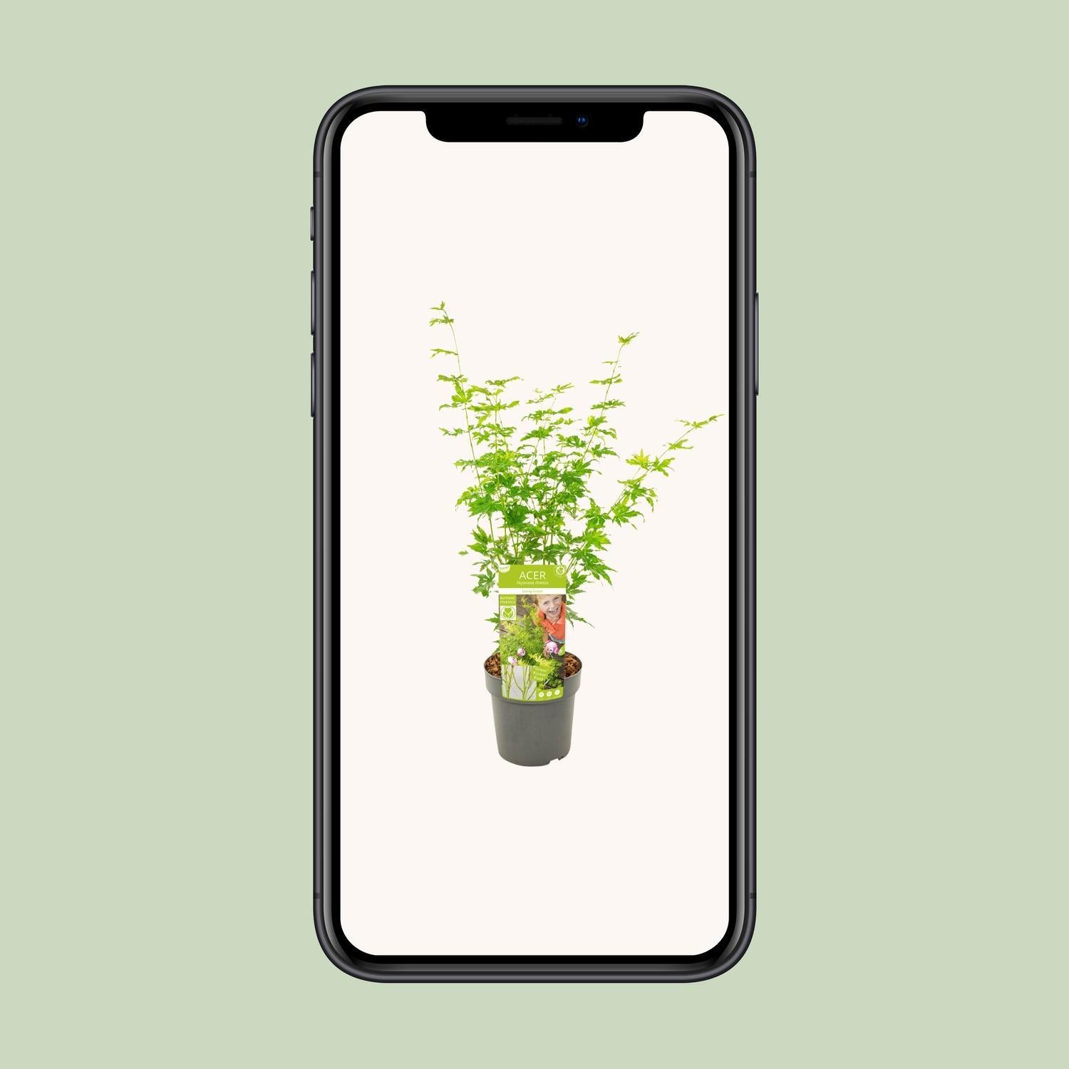 Acer palmatum Wordt Groen - Ø19 - ?50cm