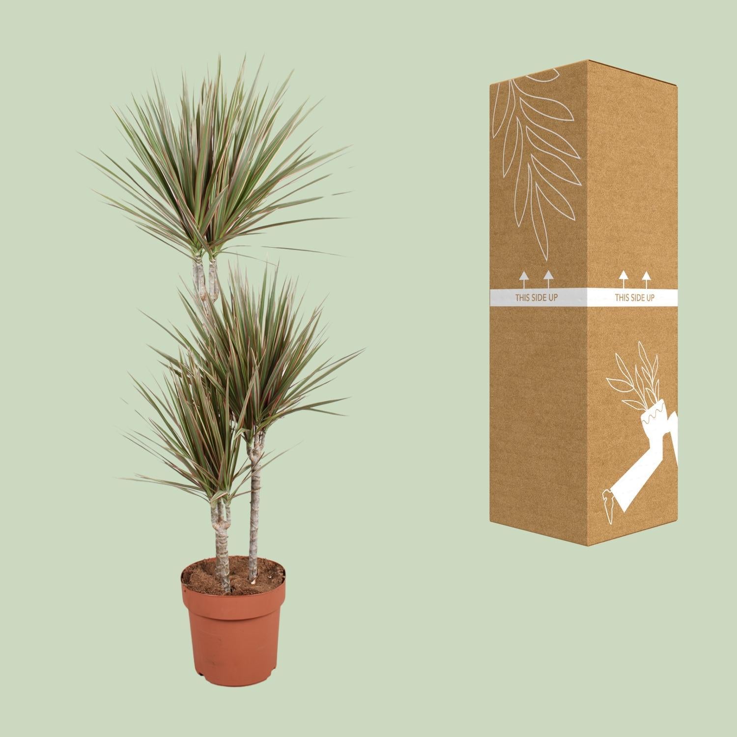 Dracaena Tweekleurig - Ø21cm - ↕120cm