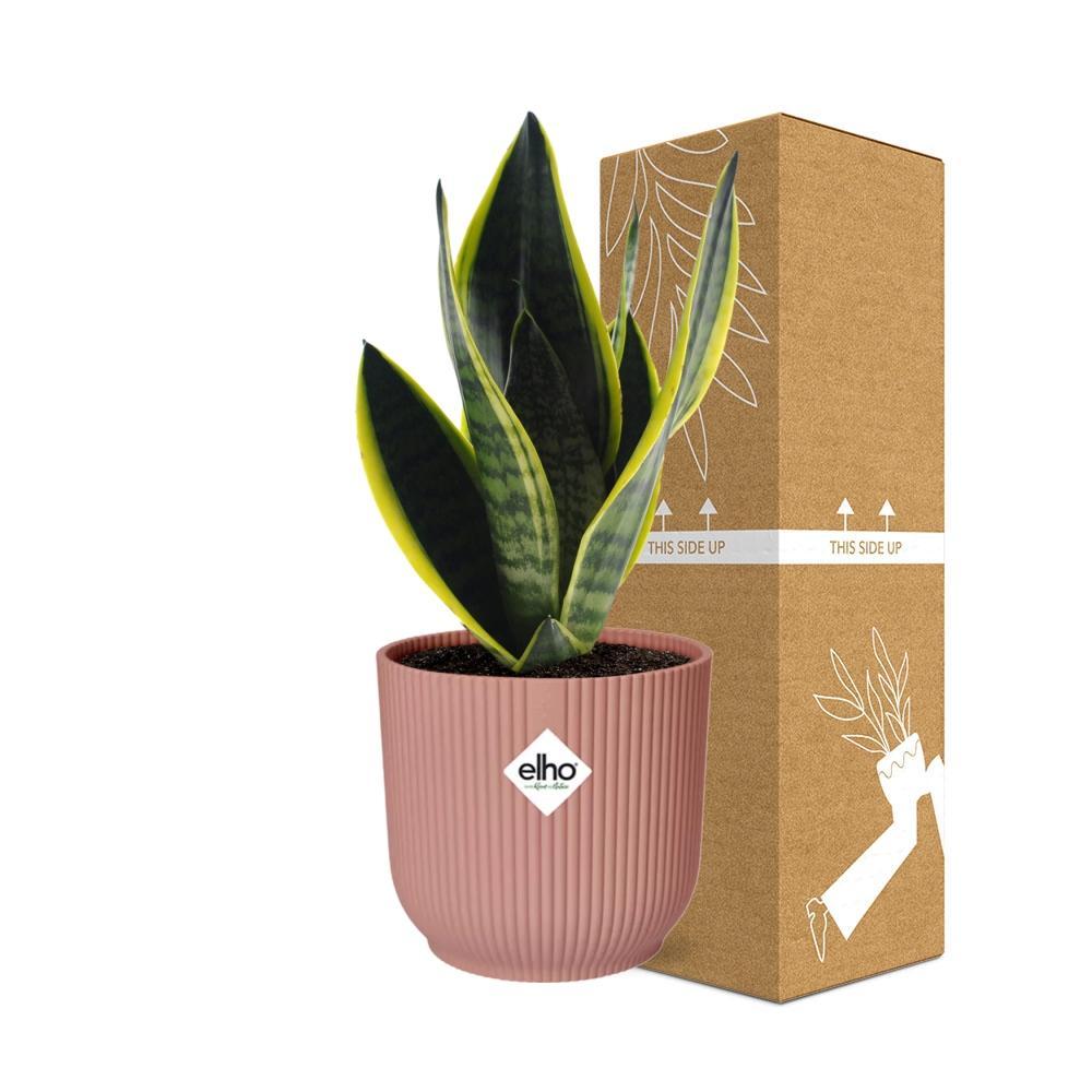Sansevieria Futura Superba in ELHO Vibes Fold 14cm rosa