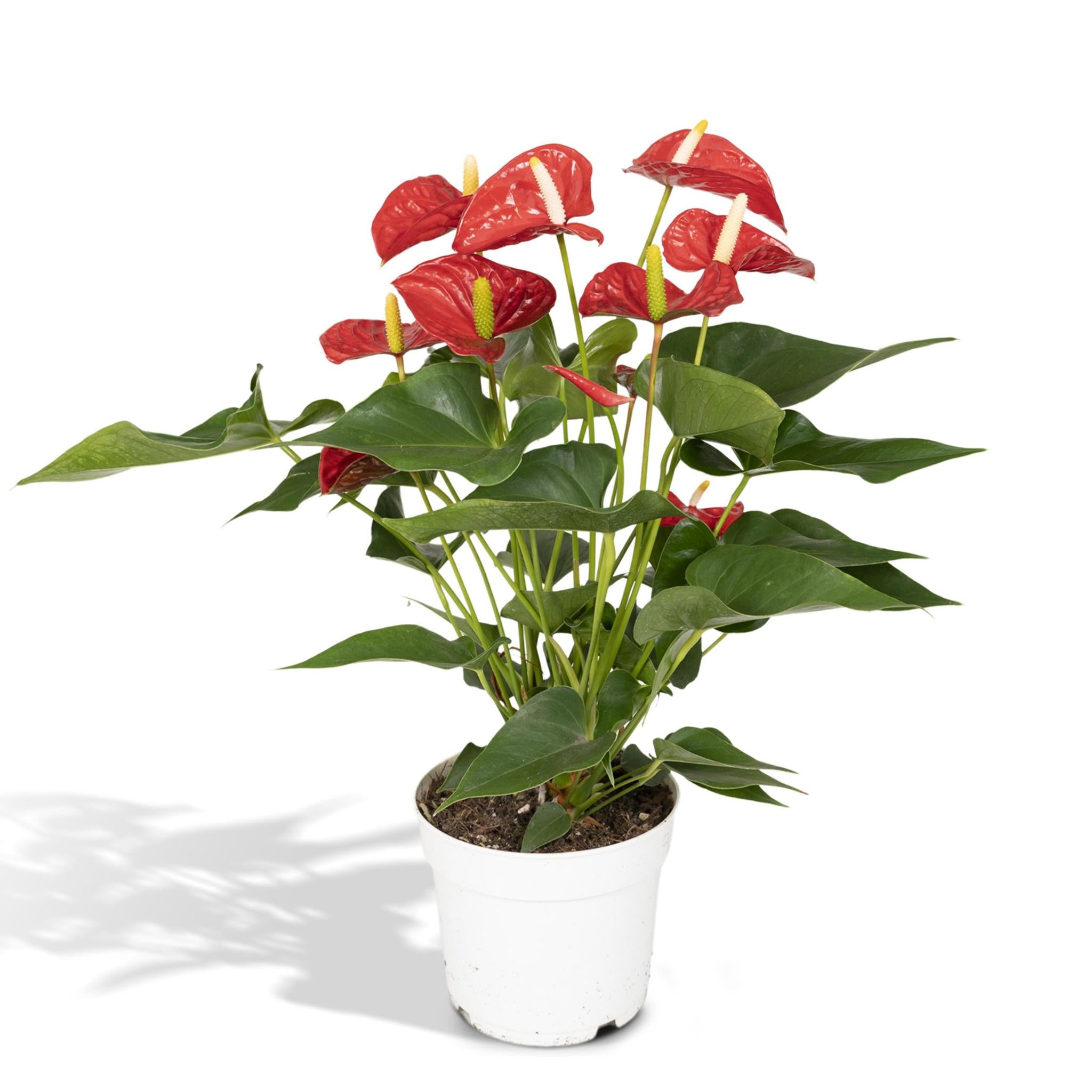 Anthurium Nevada - Ø17 - ?55cm