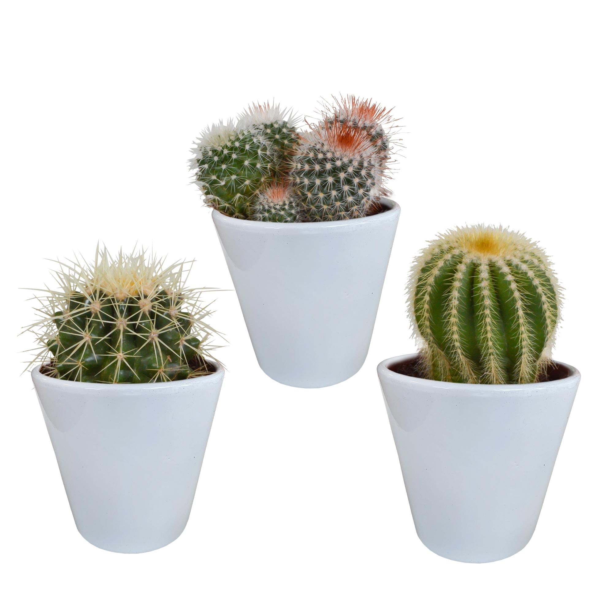 Bolcactusmix 8,5 cm | 3 stuks - in witte pot