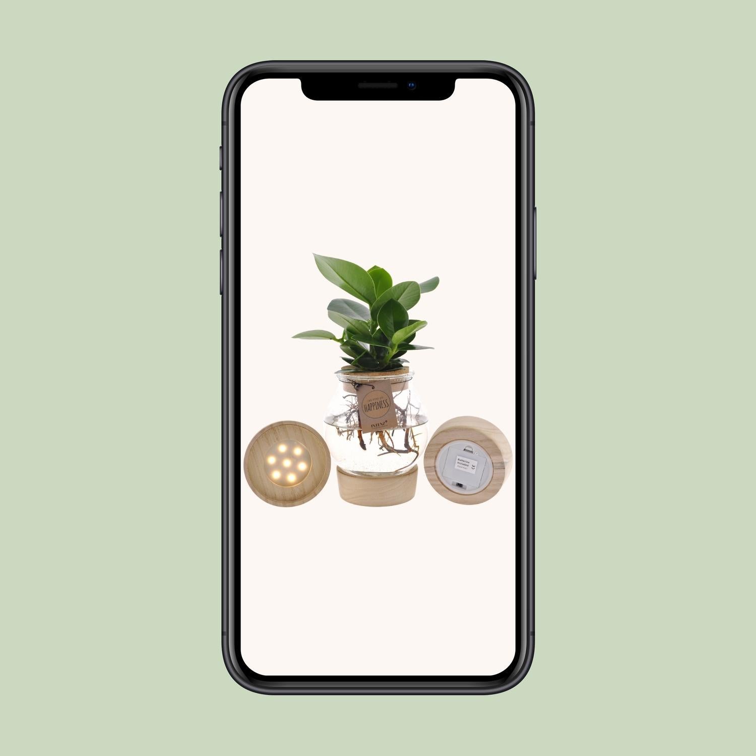 Clusia In Bolglas + Klikkurk + LED - Ø12cm - ↕30cm