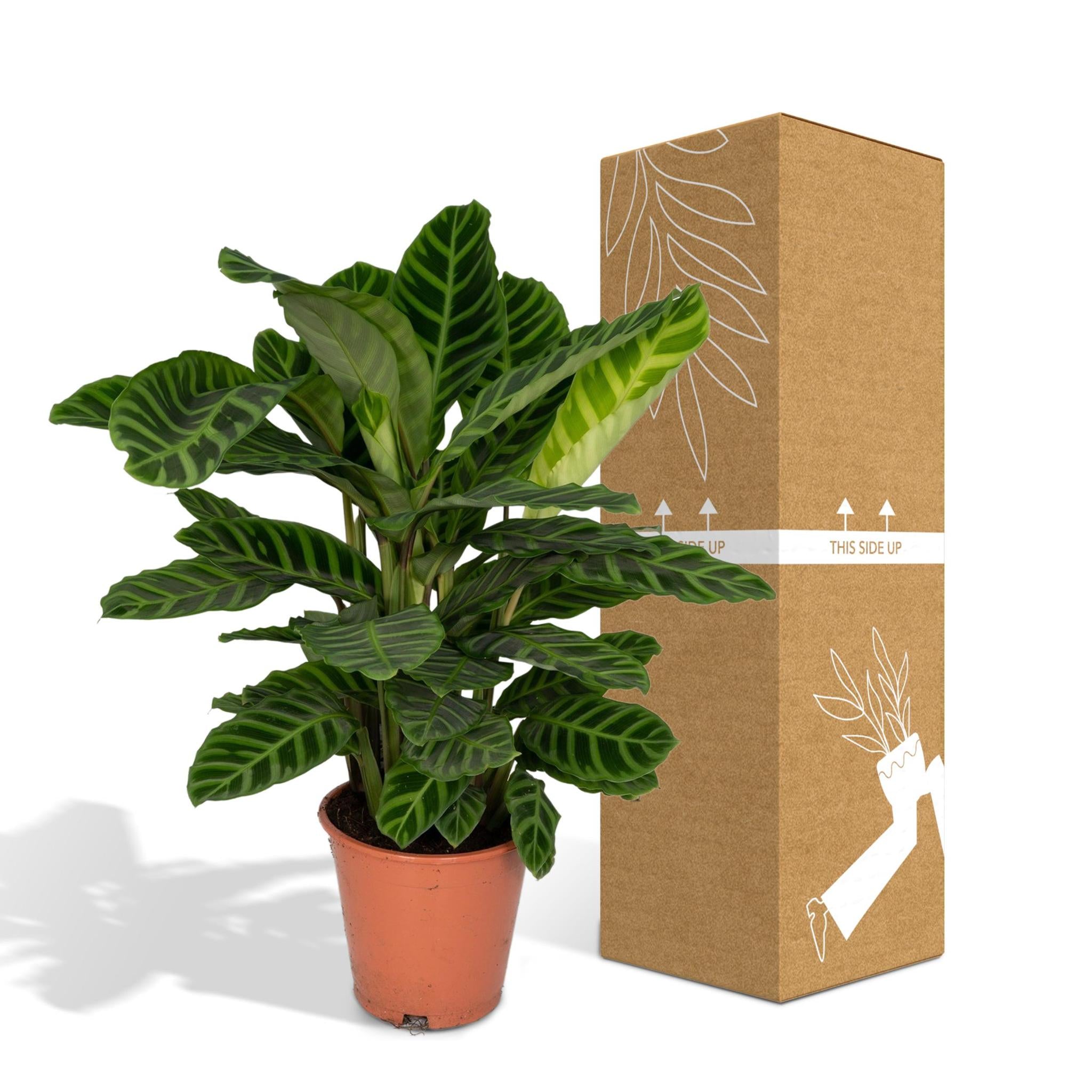 Calathea Zebrina - Pauwenpflanze - 80cm - Ø19