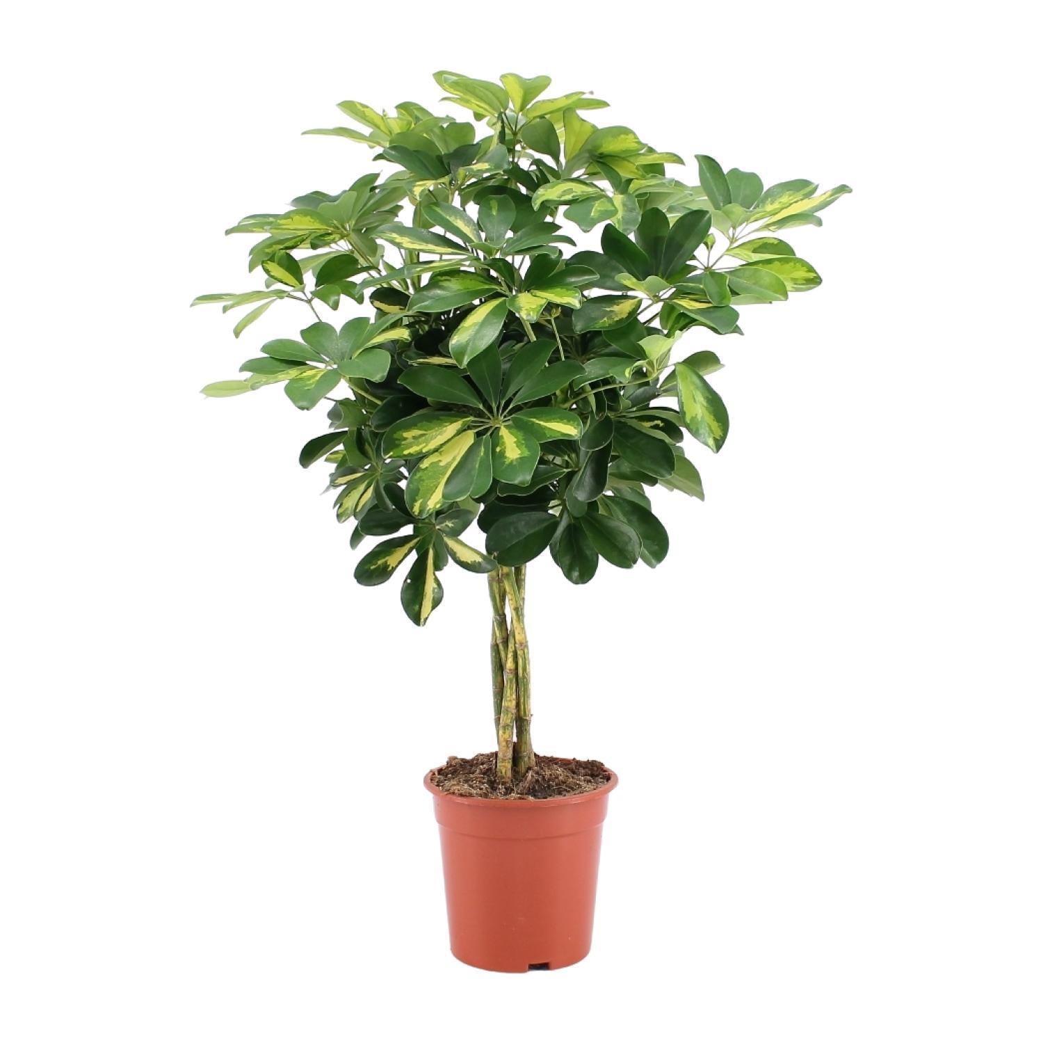Schefflera Arboricola Goud Capella - Ø19cm - ↕75cm