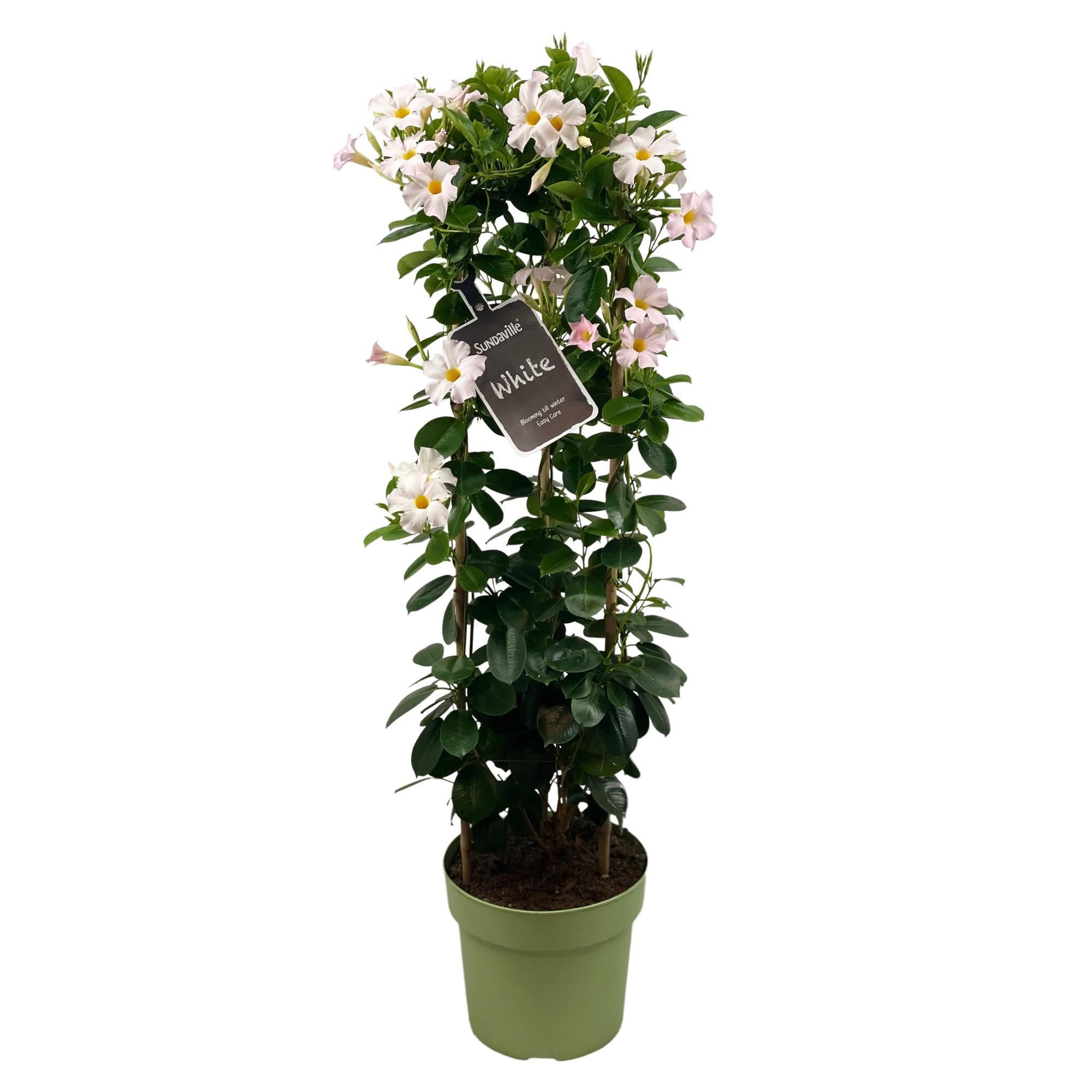 Mandevilla Sundaville Wit In Toren (Dipladenia) - Ø24cm - ↕95cm