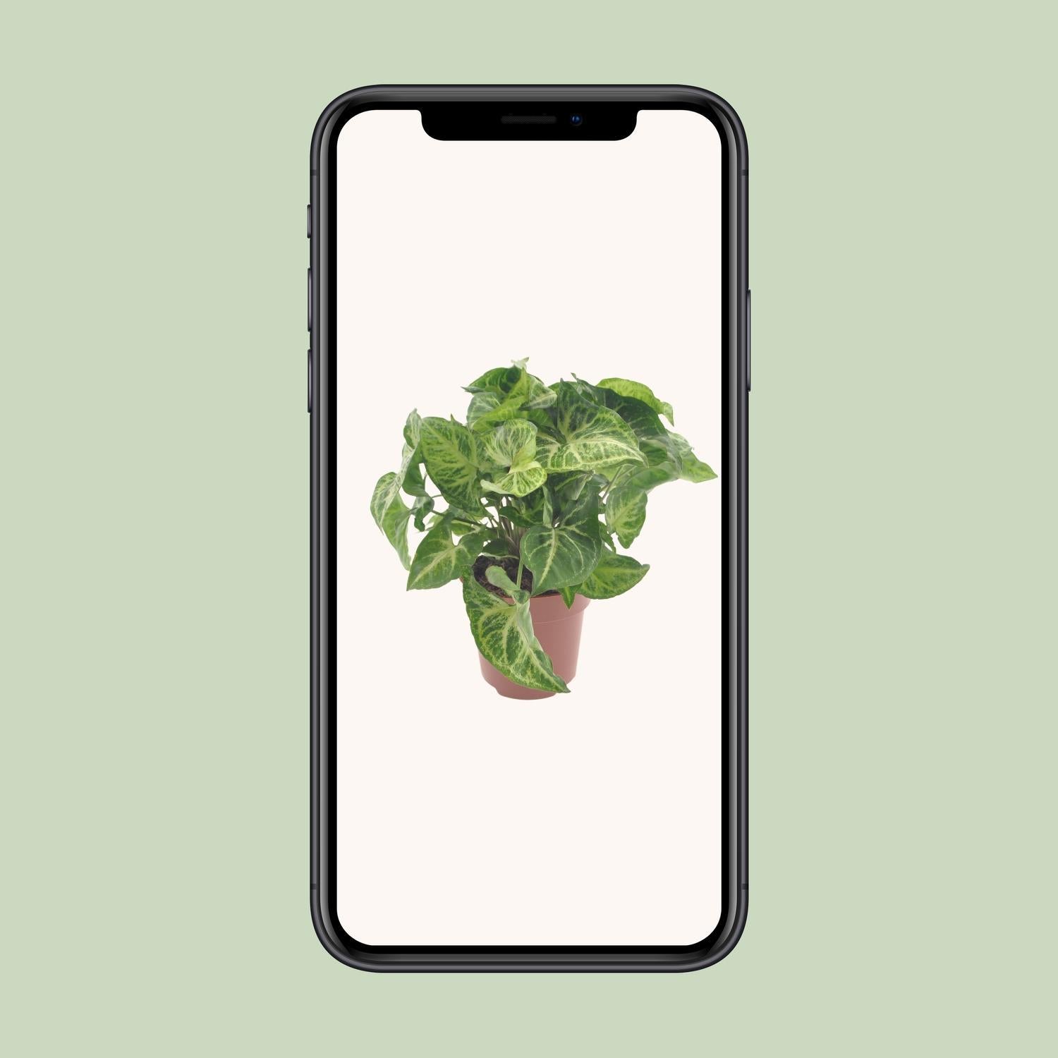 Syngonium-Pfeil - Ø12cm - ↕25cm