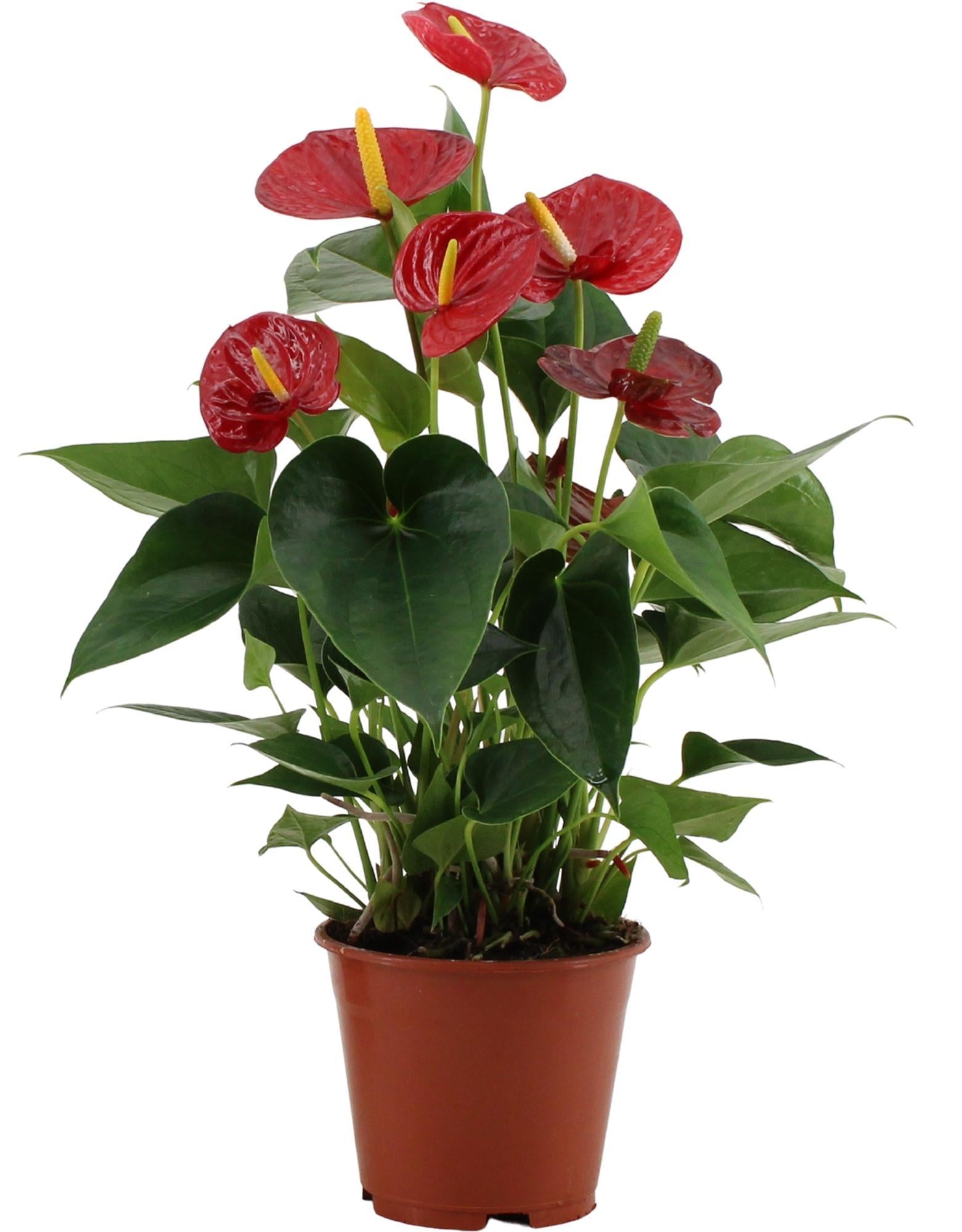 Anthurium Success Rood In Transparante Hoes - Ø14cm - ↕43cm
