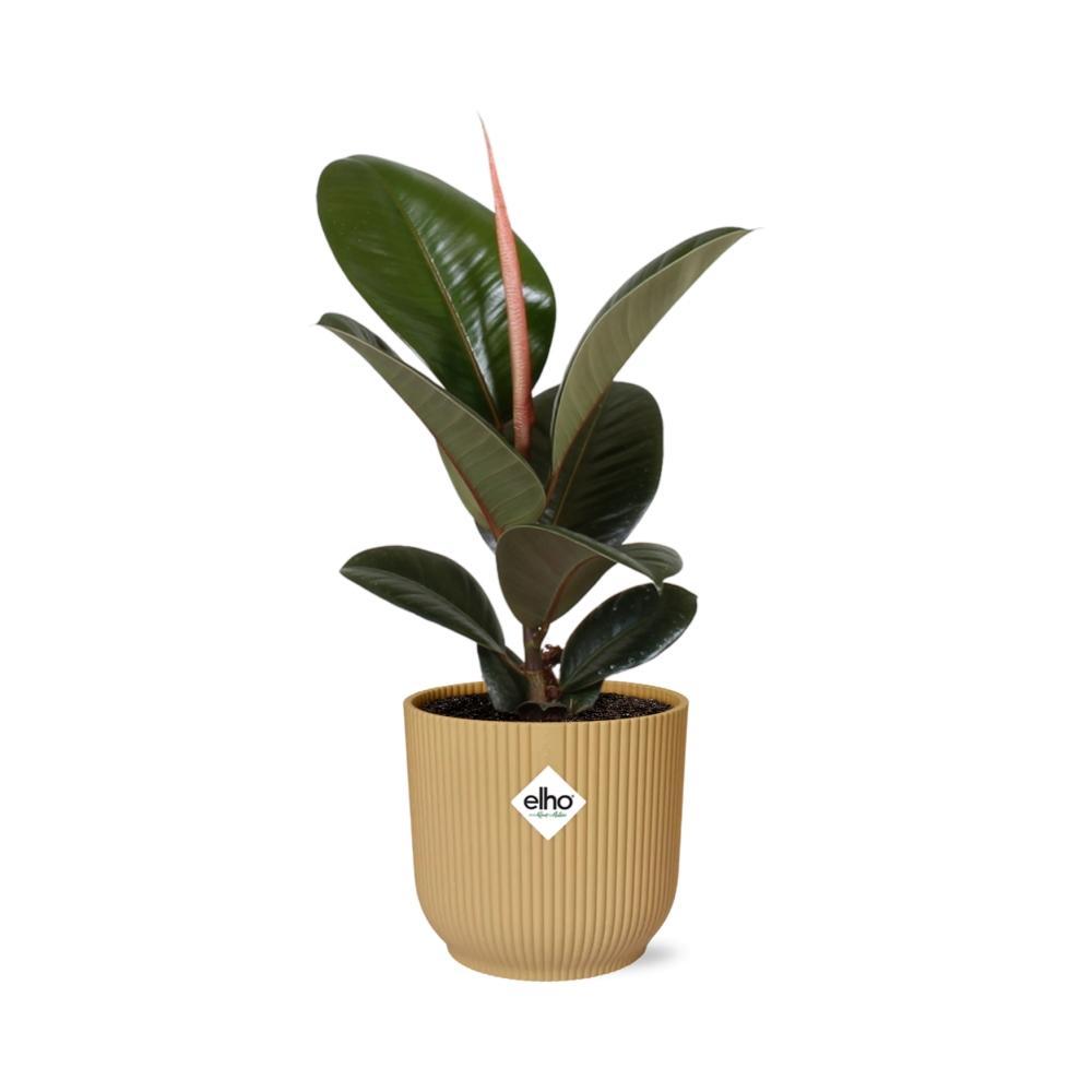 Ficus Elastica 'Robusta' in ELHO Vibes Fold 14cm geel