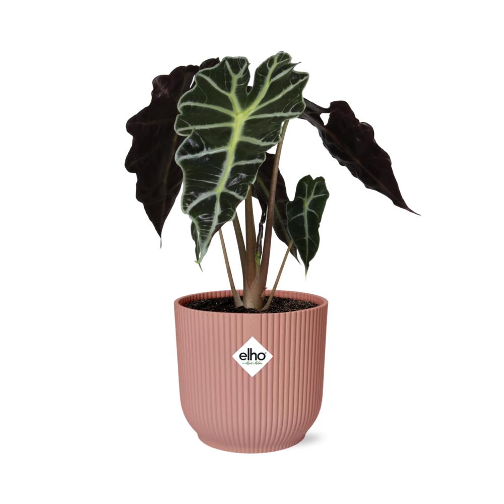 Alocasia 'Polly' in ELHO Vibes Fold 14cm roze