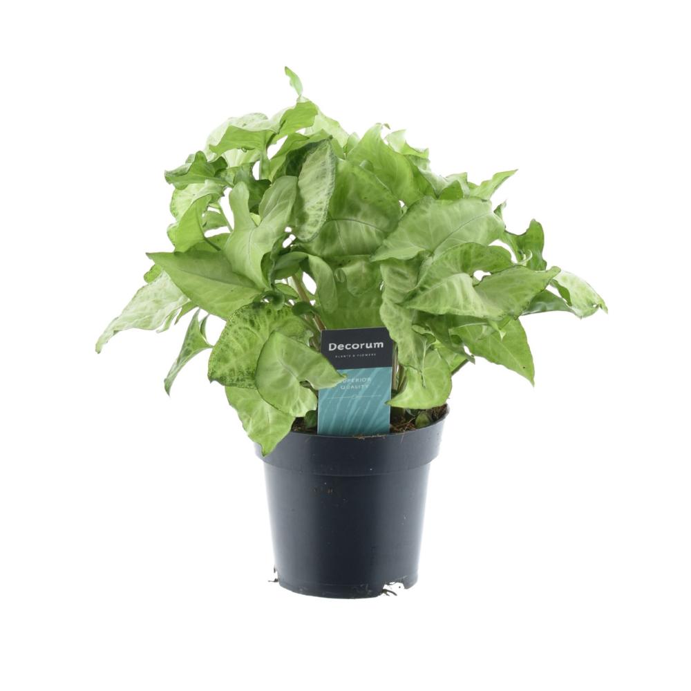 Syngonium Wit Vlindergevoel Groen - Ø14cm - ↕35cm