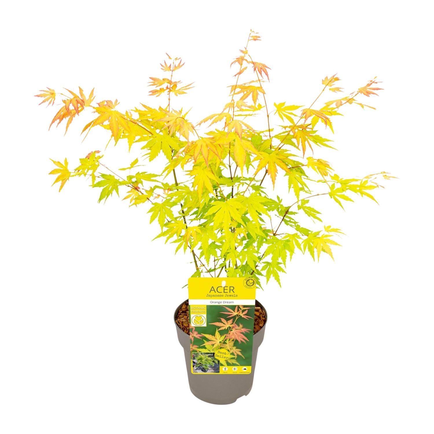 Acer palmatum Oranje Droom - Ø15 - ?30cm