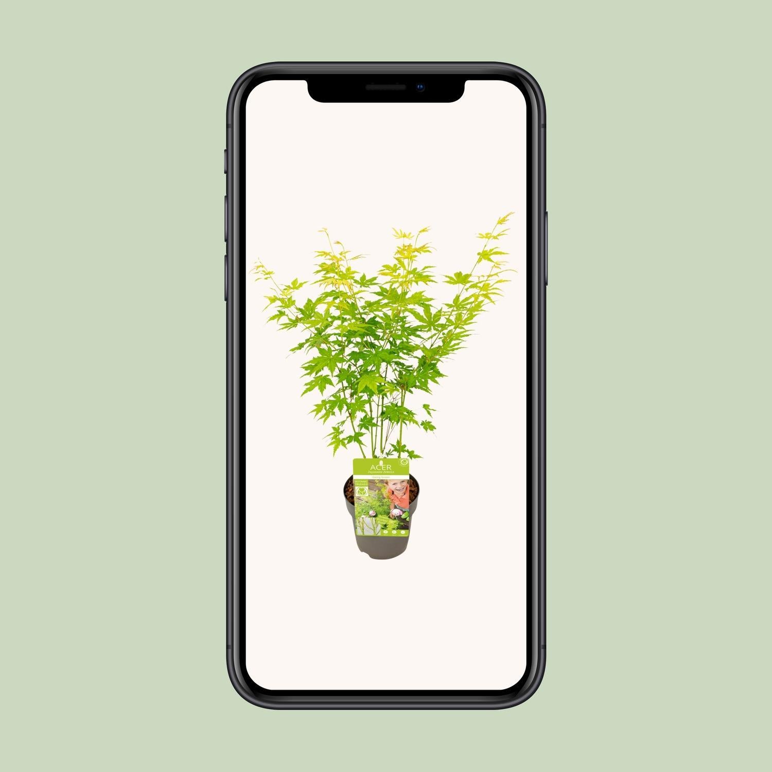 Acer palmatum Gaat Groen - Ø15 - ?30cm