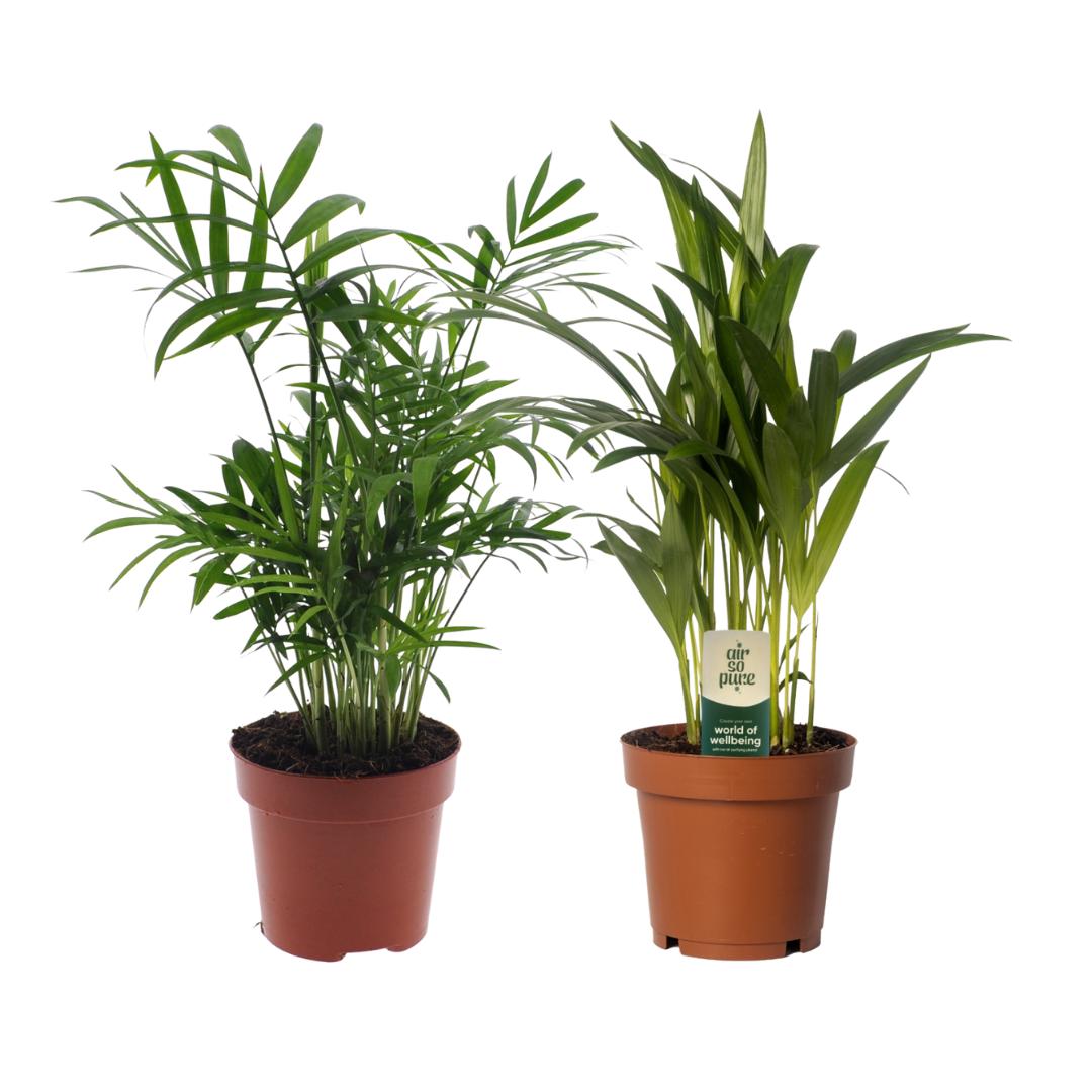 Dypsis lutescens/Chamadorea Duo - 2 Stück - Ø12cm - ↕40cm