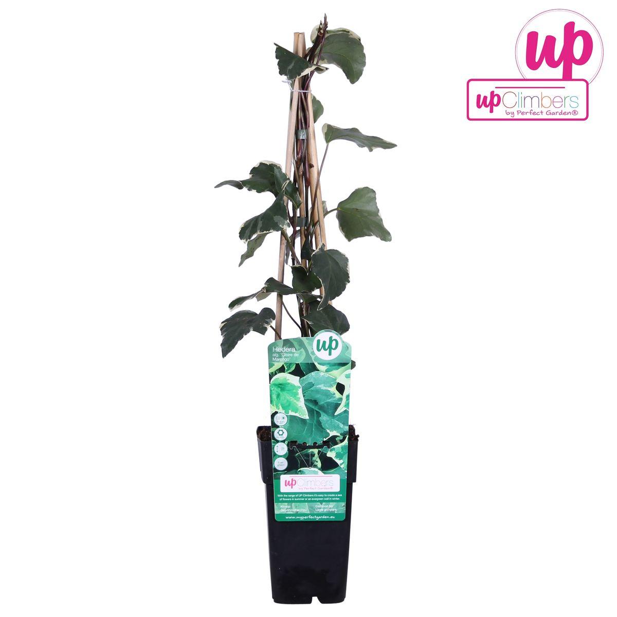 Hedera algeriensis 'Gloire de Maren' - ?65cm - Ø15