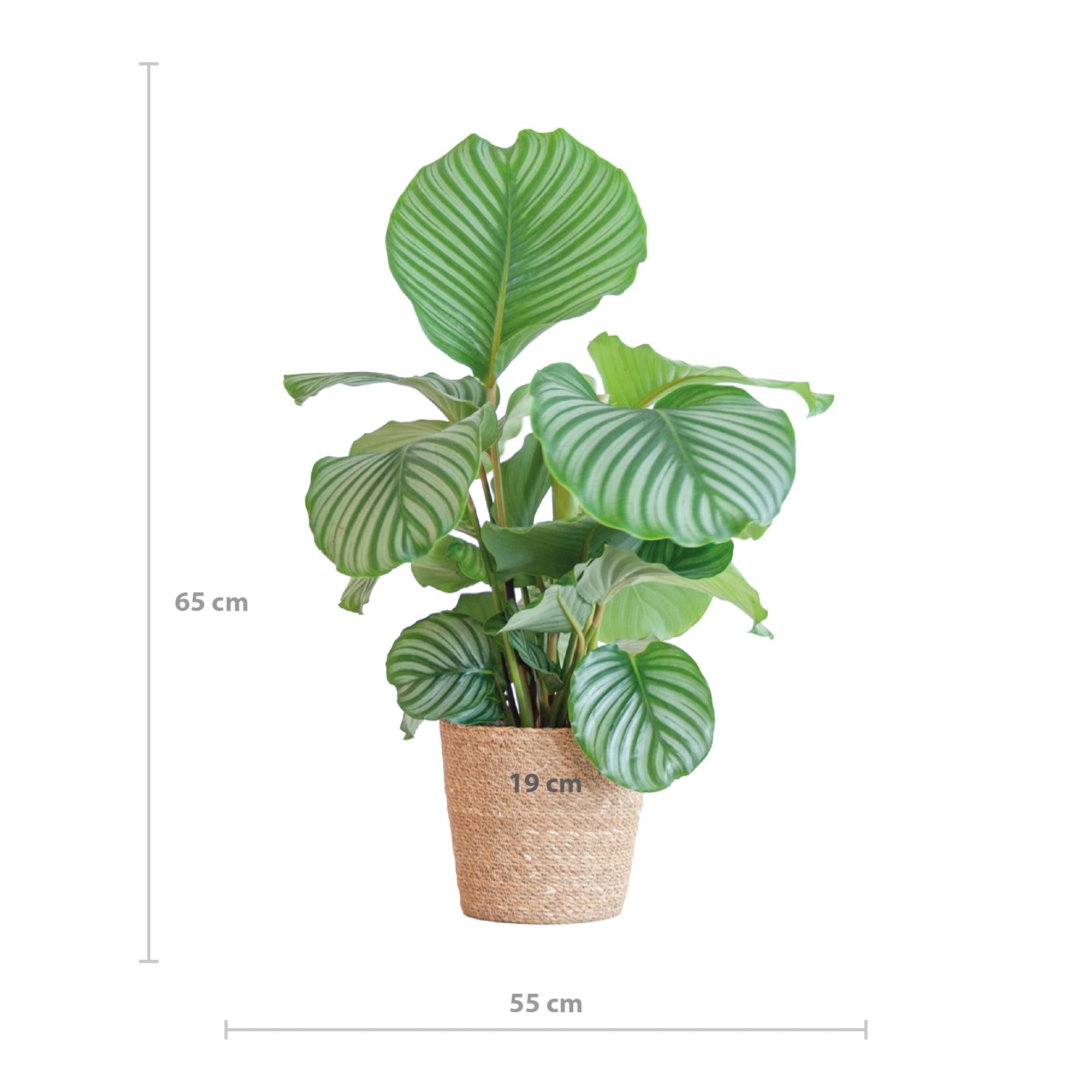 Calathea Orbifolia met Sofia mand naturel - 65cm - Ø21