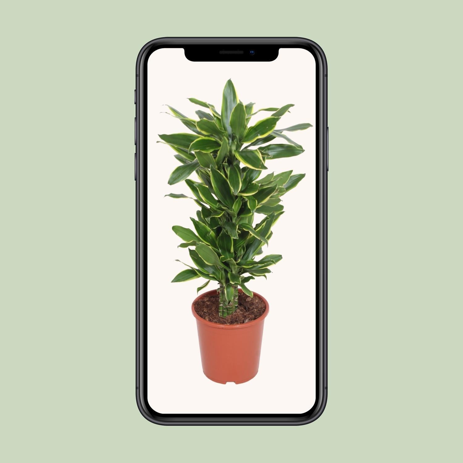 Dracaena Golden Coast - Ø27cm - ↕110cm