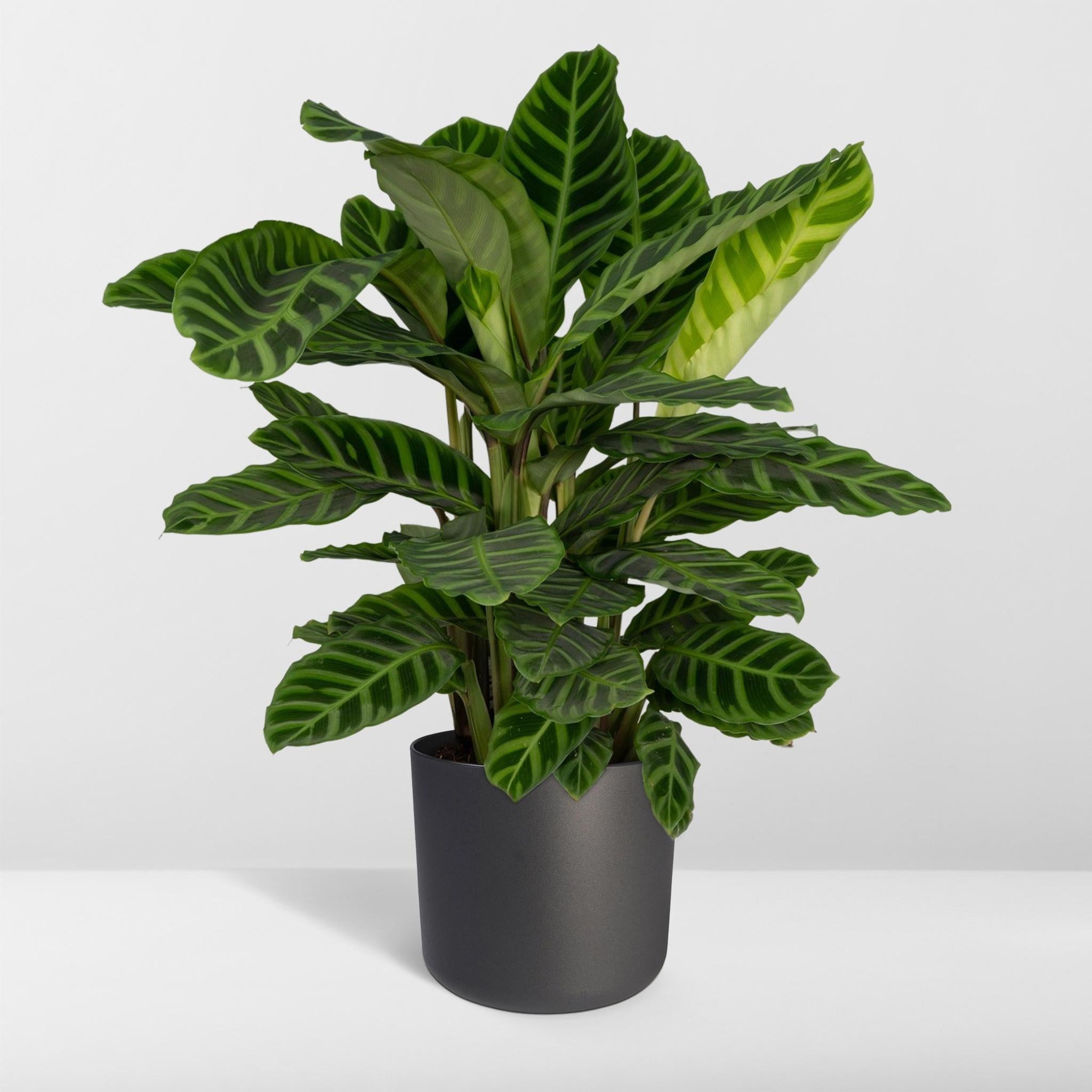 Calathea Zebrina - Pauwenpflanze - 80cm - Ø19