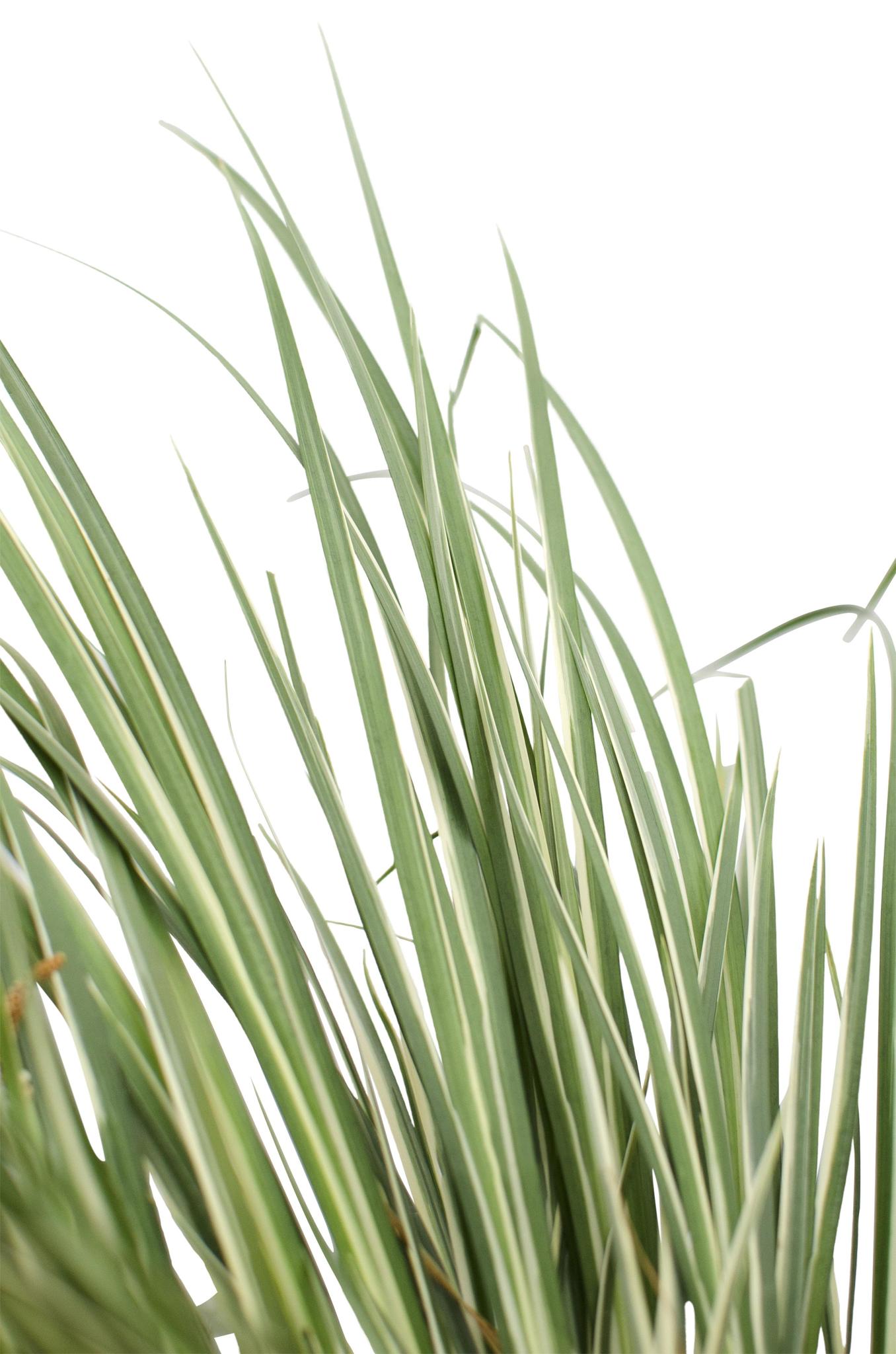 Acorus gramineus 'Argenteostriatus' - ?30cm - Ø14