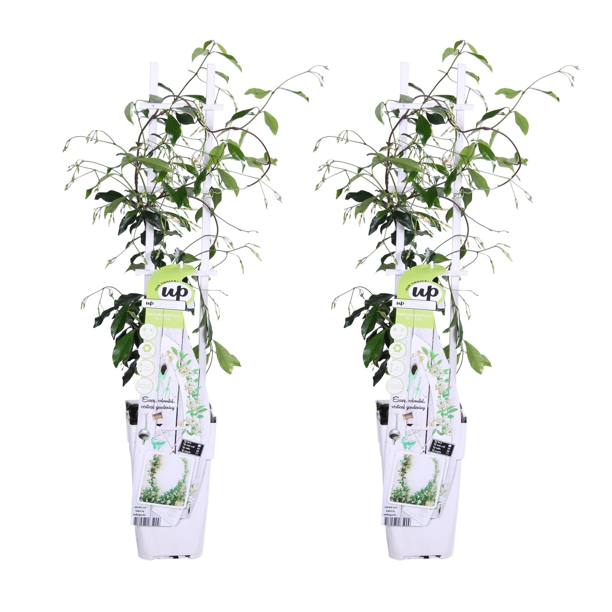 2x - Trachelospermum 'Ster van Venetië' - ?65cm - Ø15