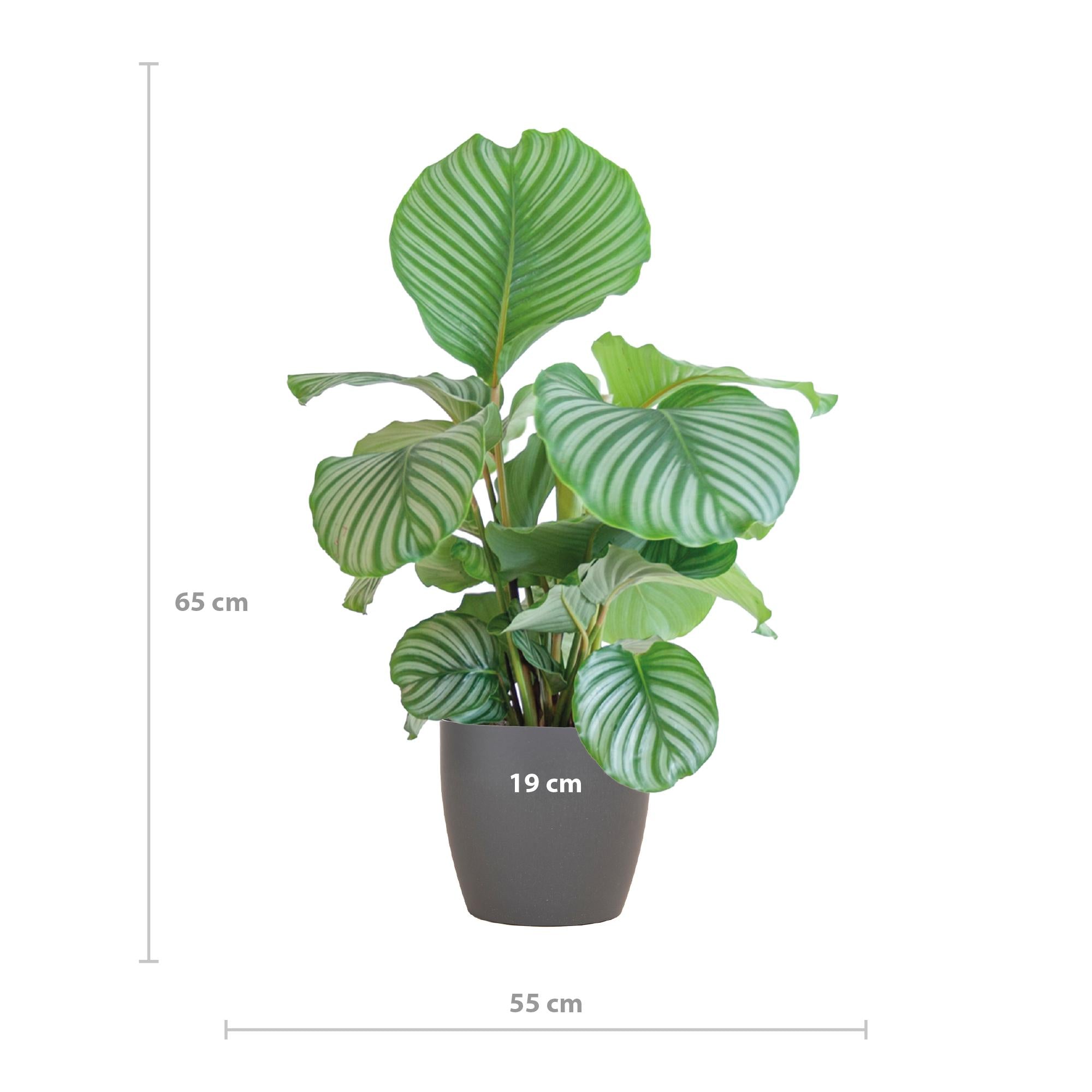 Calathea Orbifolia met Viber grijs - 65cm - Ø21
