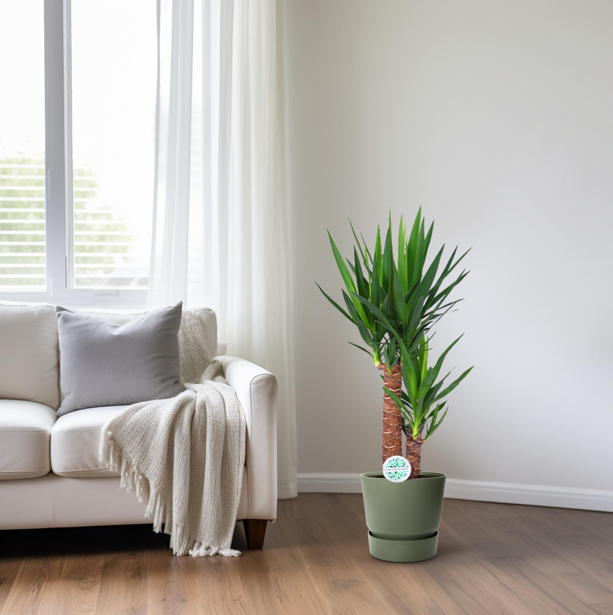 Yucca-Ø17cm - ↕80cm