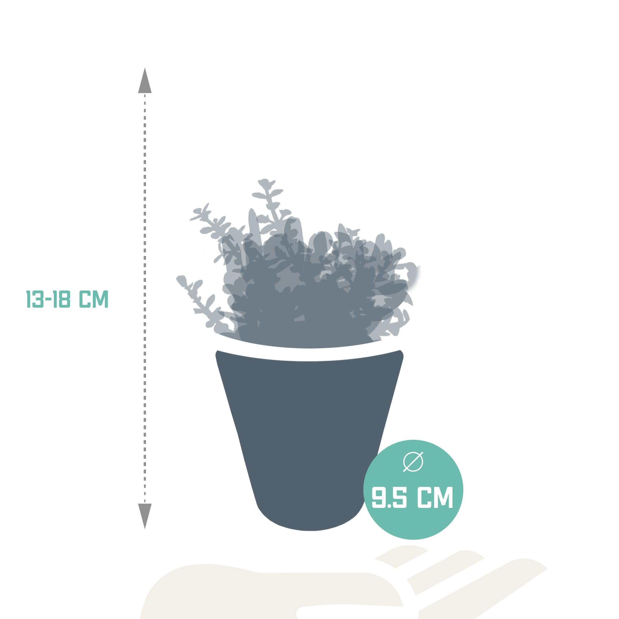 Crassula-Mix 8,5 cm - 3x - im weißen Topf