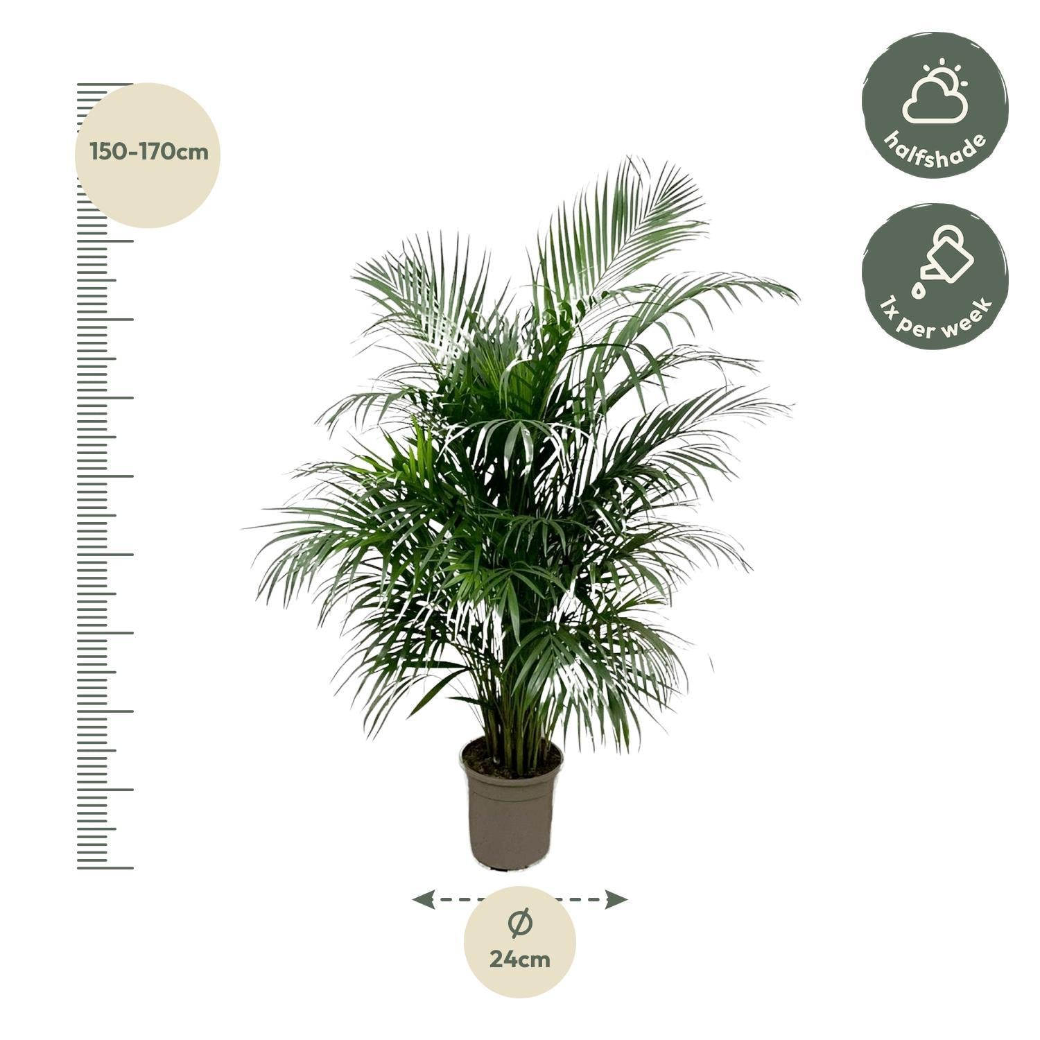 Dypsis Lutescens (Areca-Palme) 160 cm - ø24