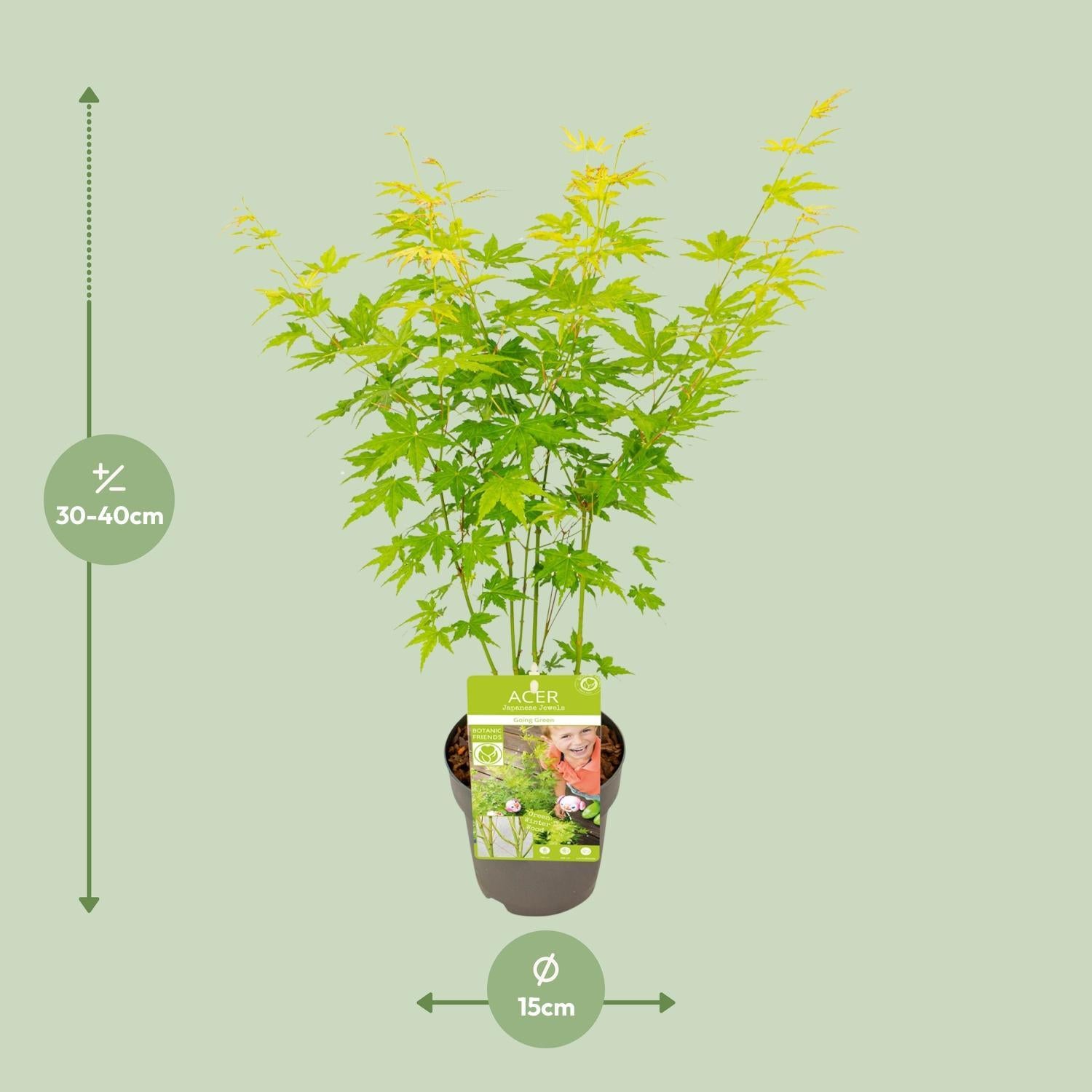 Acer palmatum Gaat Groen - Ø15 - ?30cm