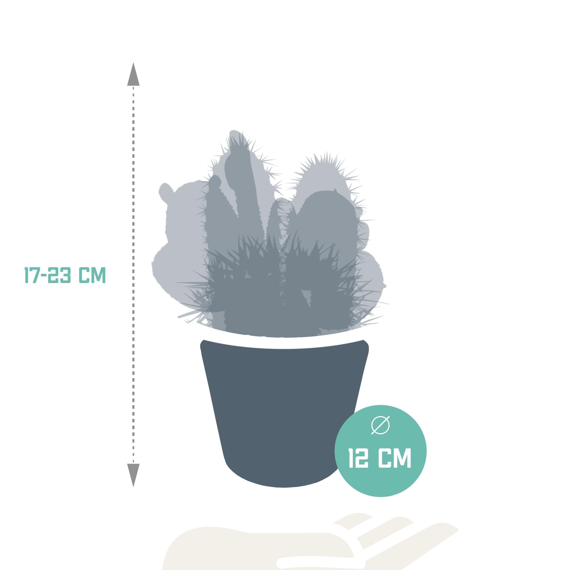 Cactusmix 10,5 cm - 3x - in witte pot