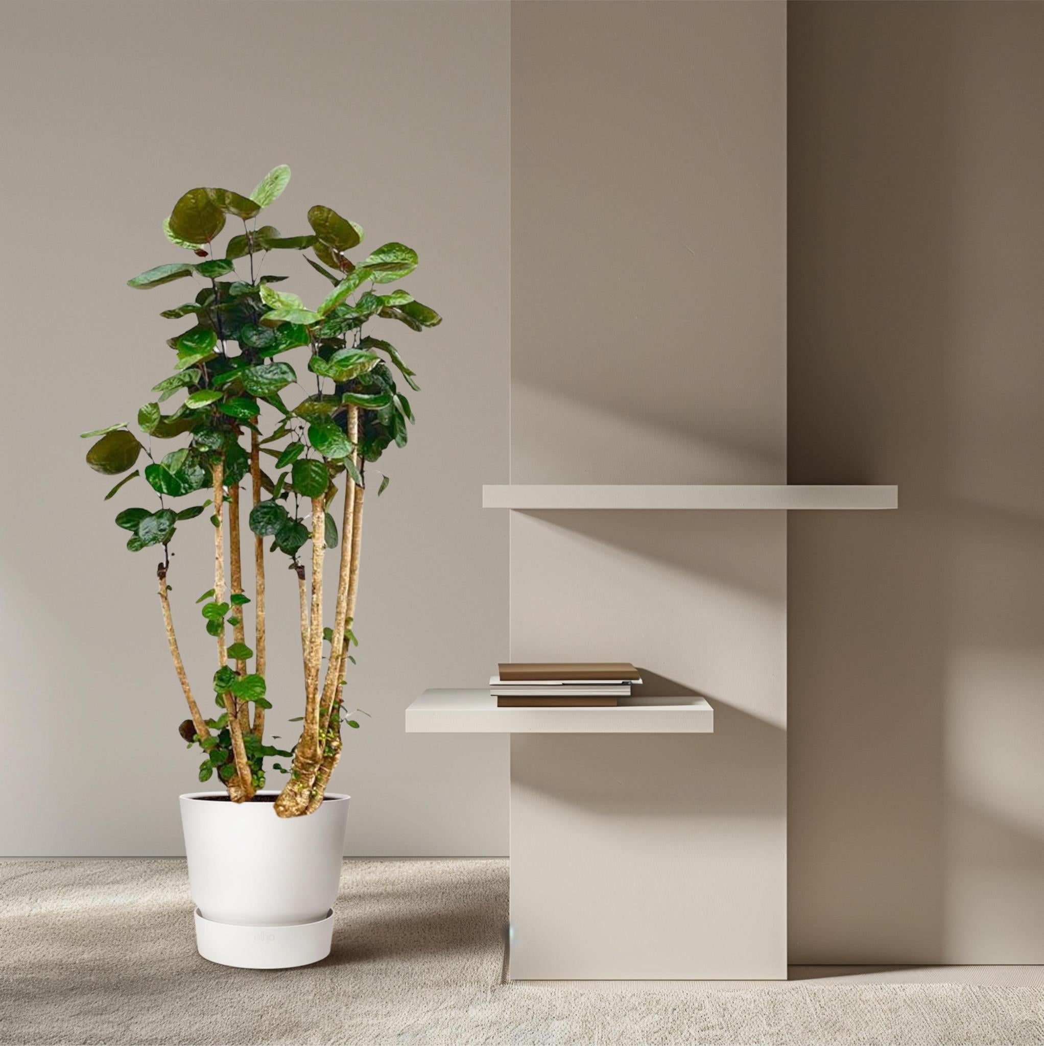 Polysicas Fabian XXL - 160 cm - ?27