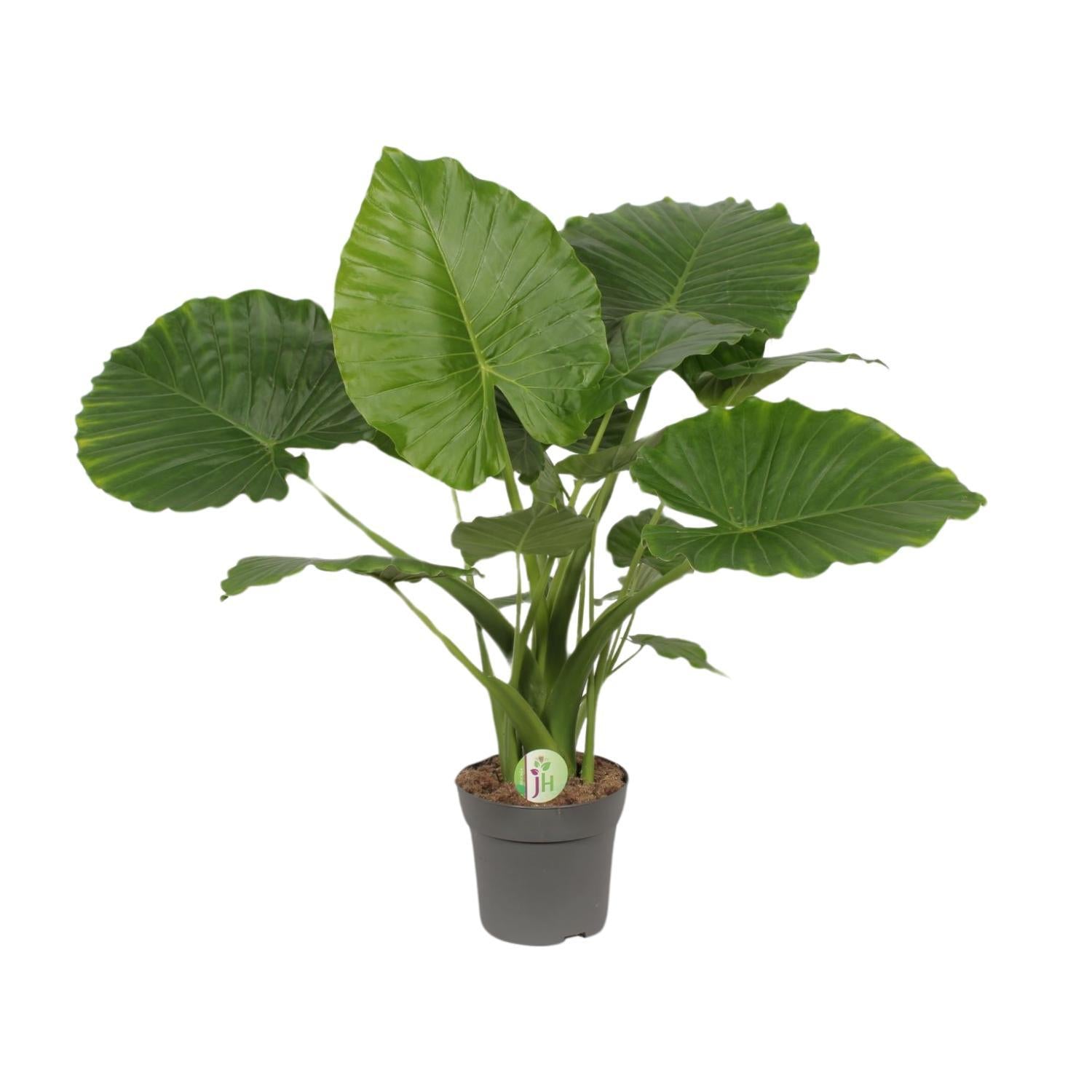 Alocasia Gageana Californië - Ø21cm - ↕80cm