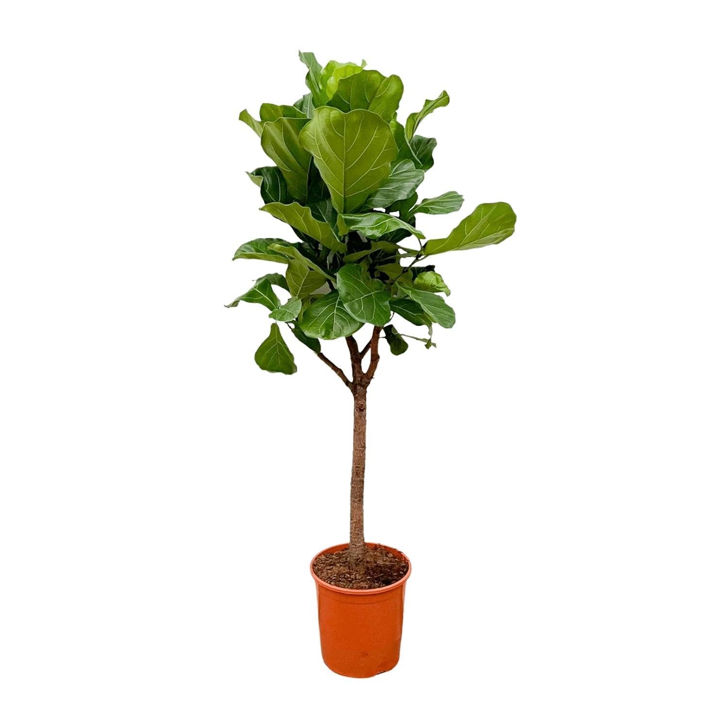 Ficus Lyrata boom - 180cm - ?30