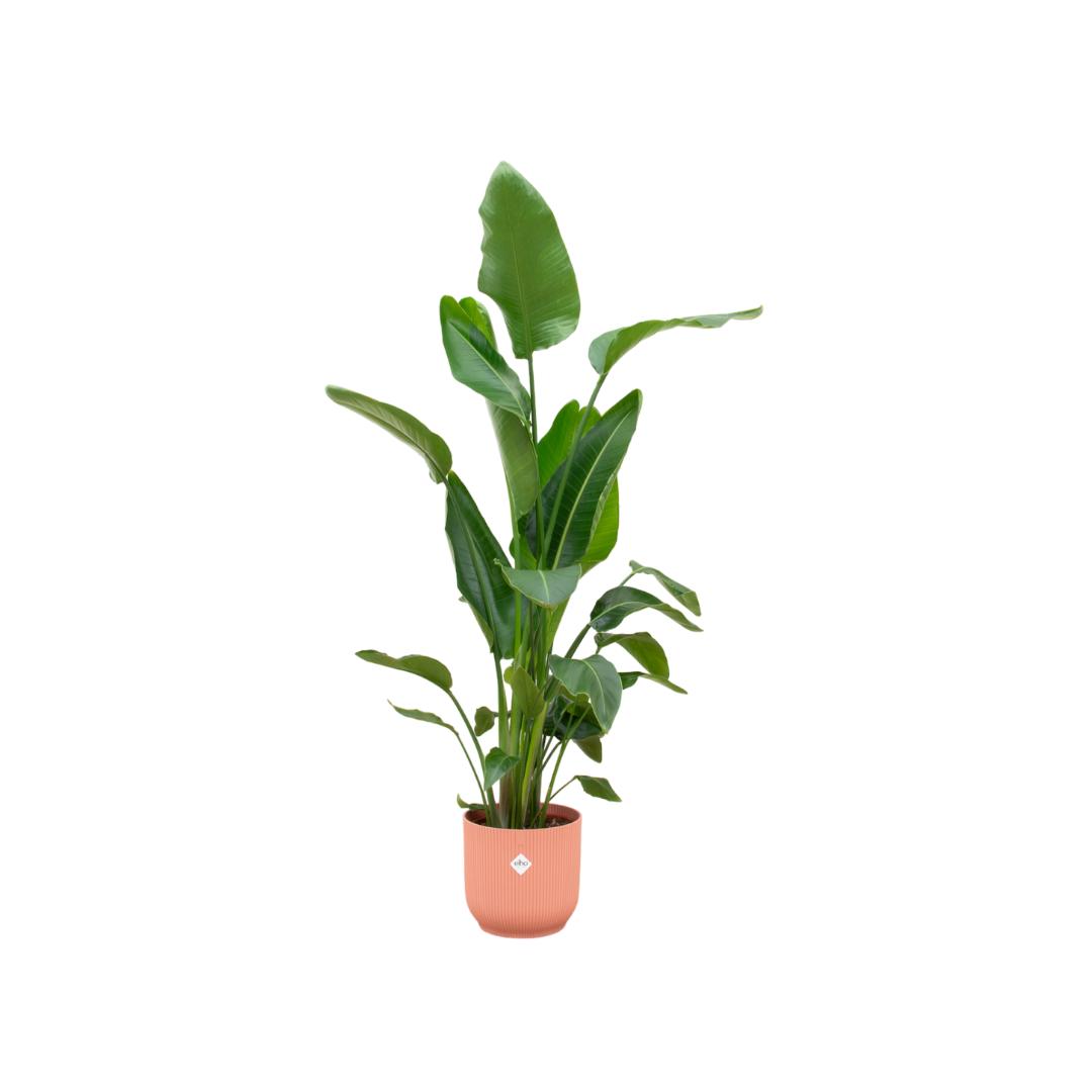 Combideal - Strelitzia Nicolai inclusief elho Vibes Fold Round roze Ø30 - 160 cm