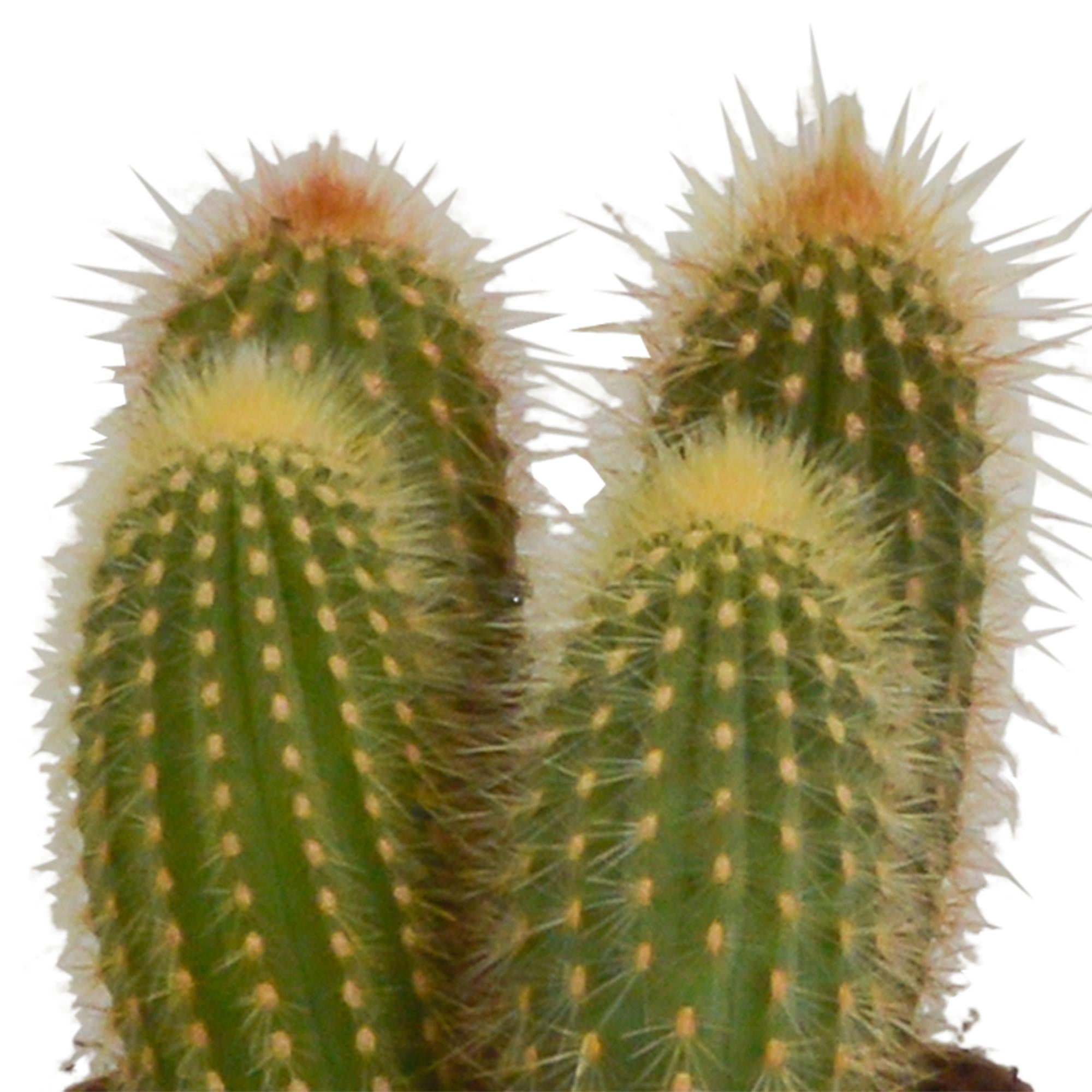 Cereus mix 10,5cm - 3x - zonder pot