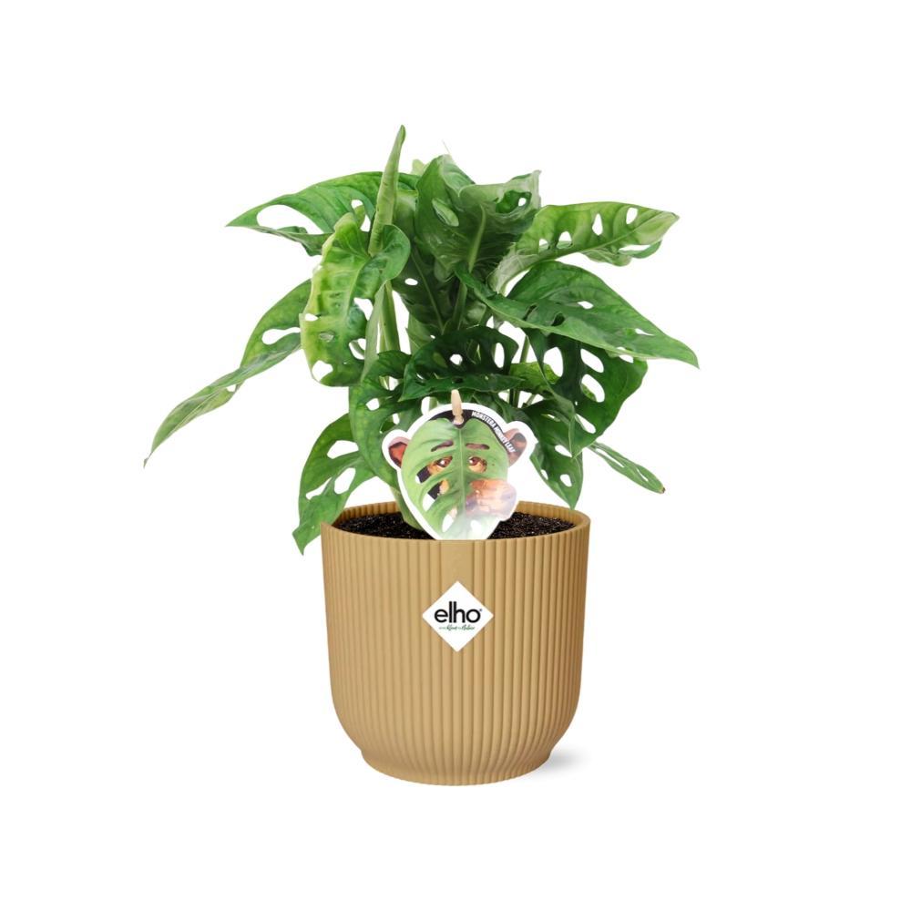Monstera 'Monkey Leaf' in ELHO Vibes Fold 14cm geel