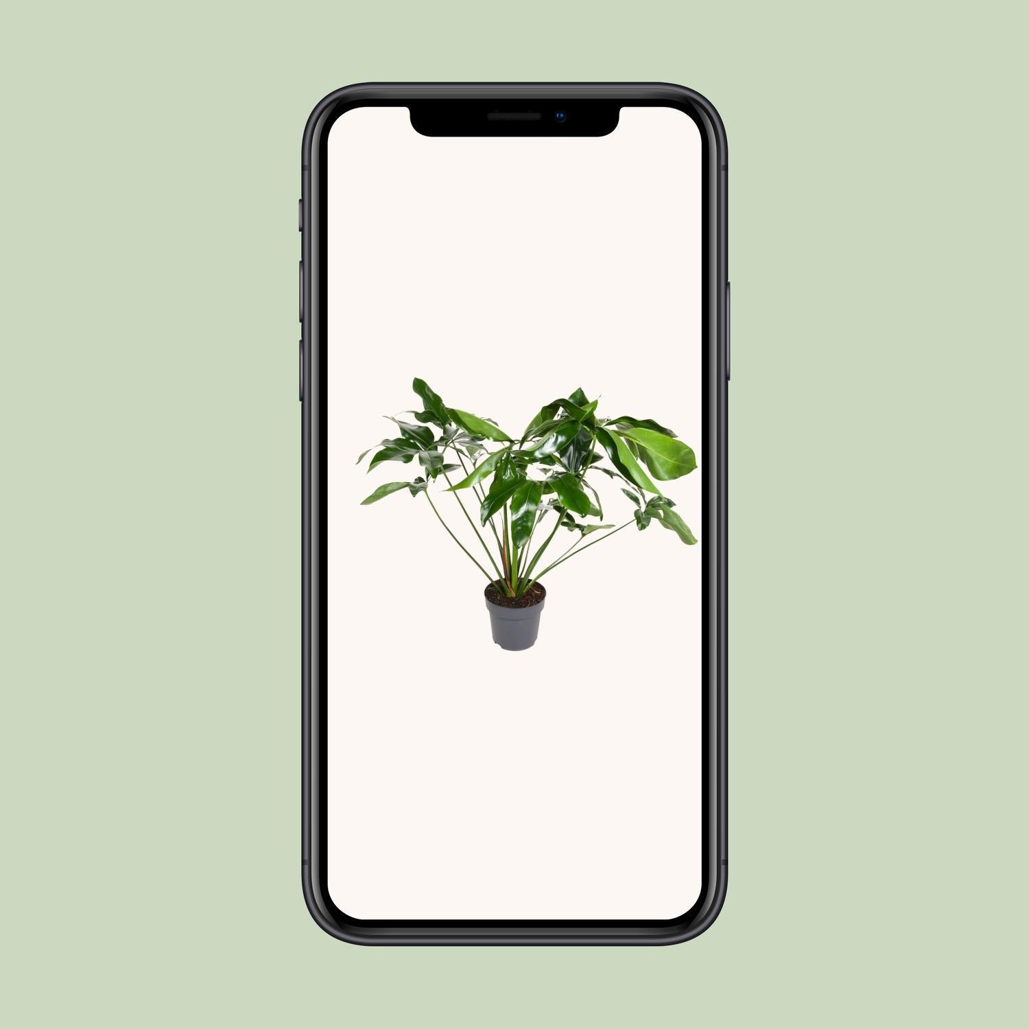 Philodendron Groen Wonder - Ø24cm - ↕100cm