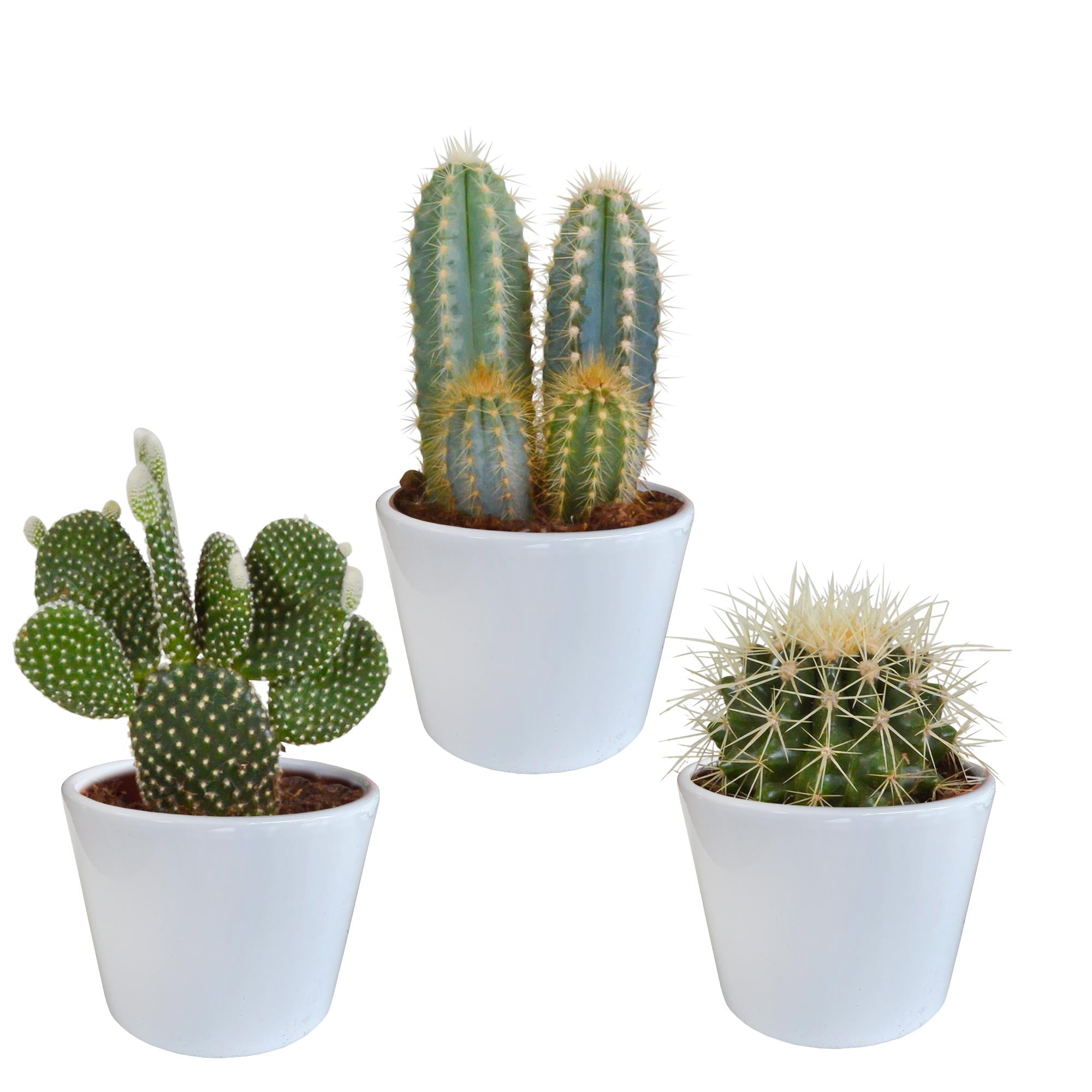 Cactusmix 10,5 cm - 3x - in witte pot