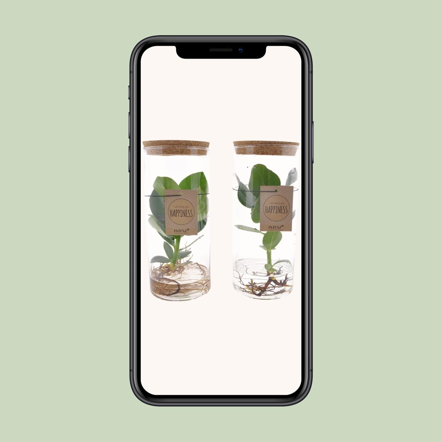 Clusia In Buis Glas M - Ø12cm - ↕30cm