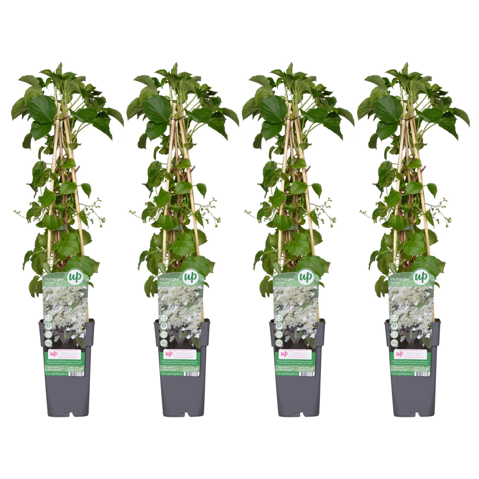 4x - Hortensia petiolaris - ?65cm - Ø15