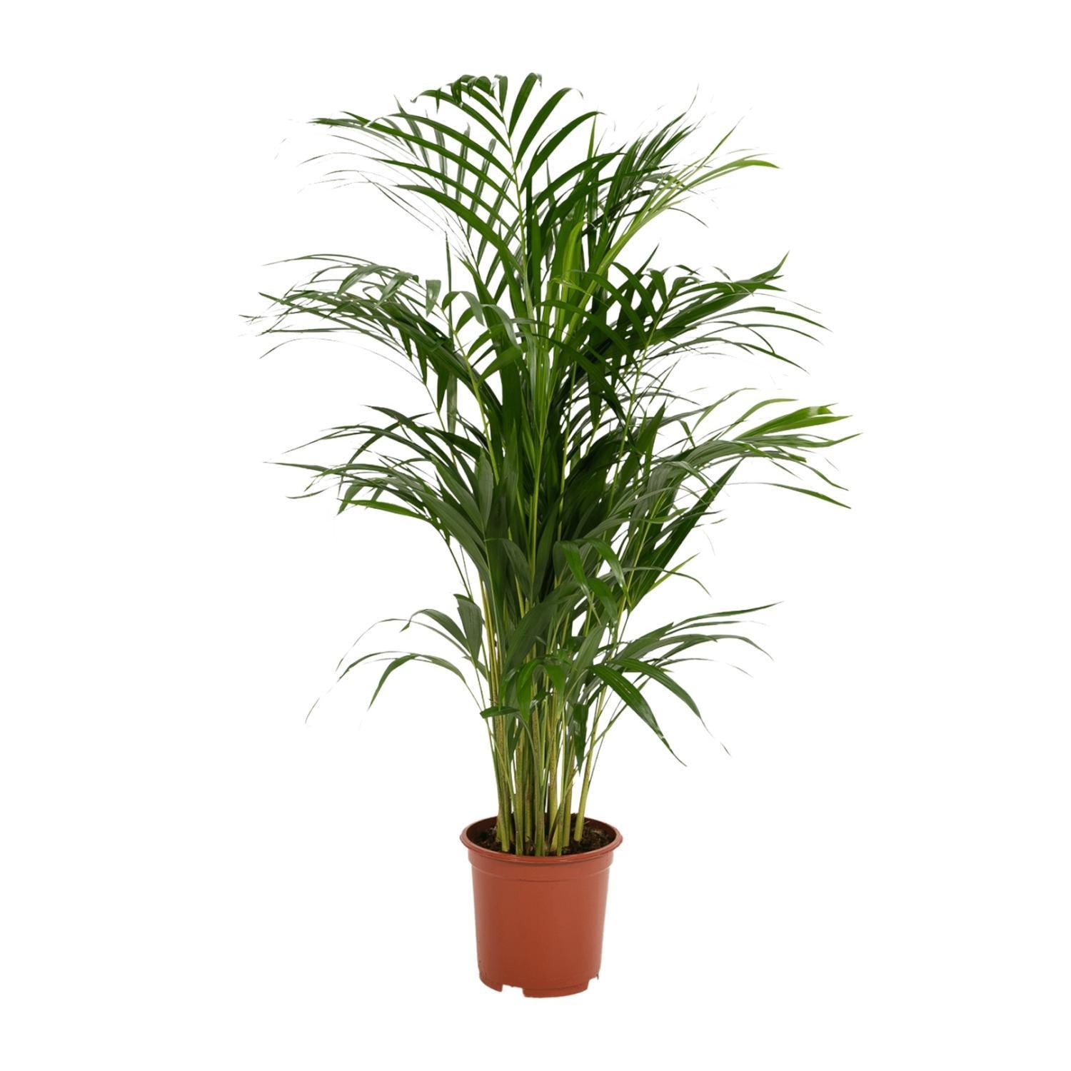 Areca-Palme - Ø19cm - ↕85cm